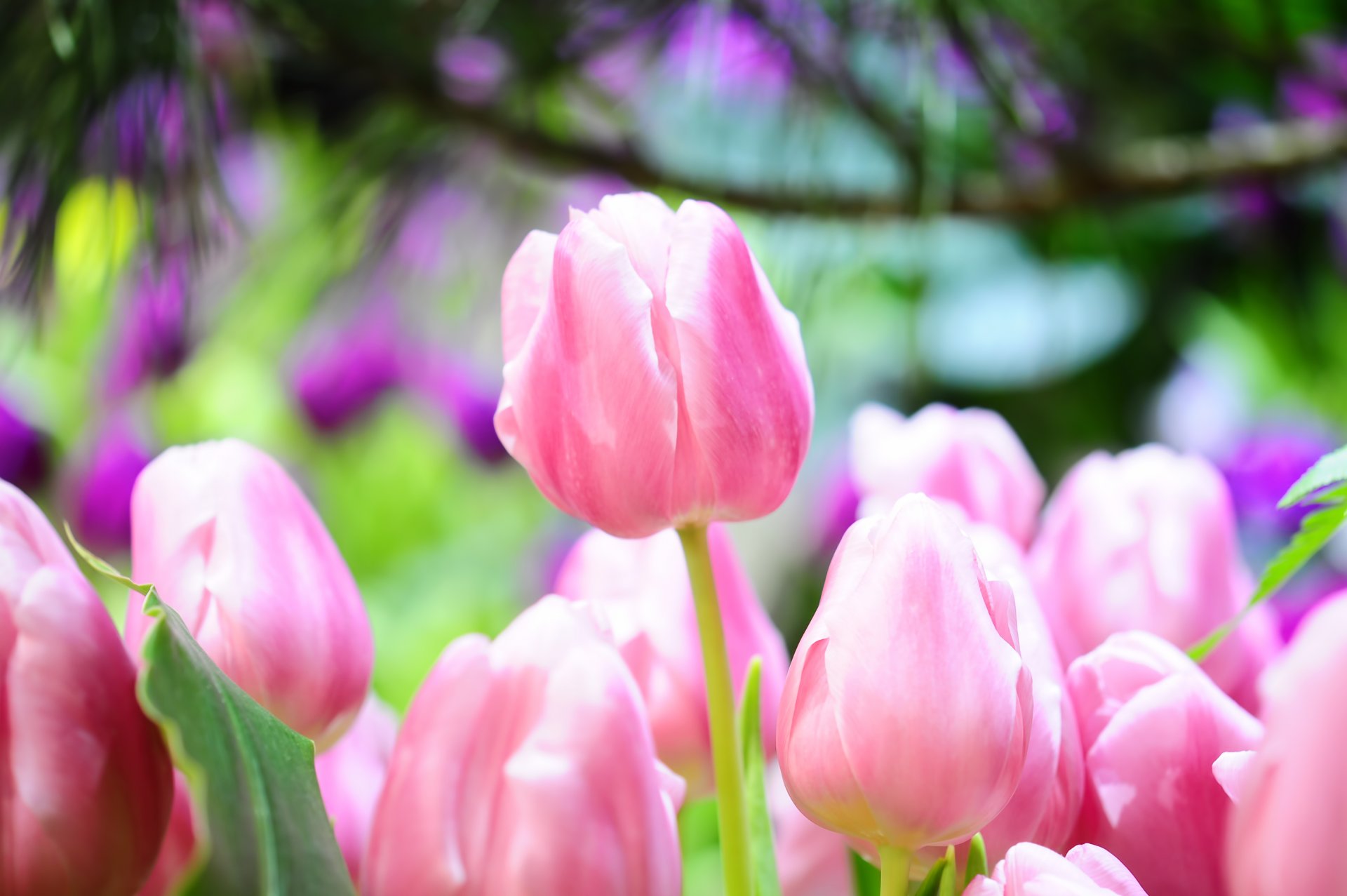 tulipany różowy pąki wiosna makro jasny