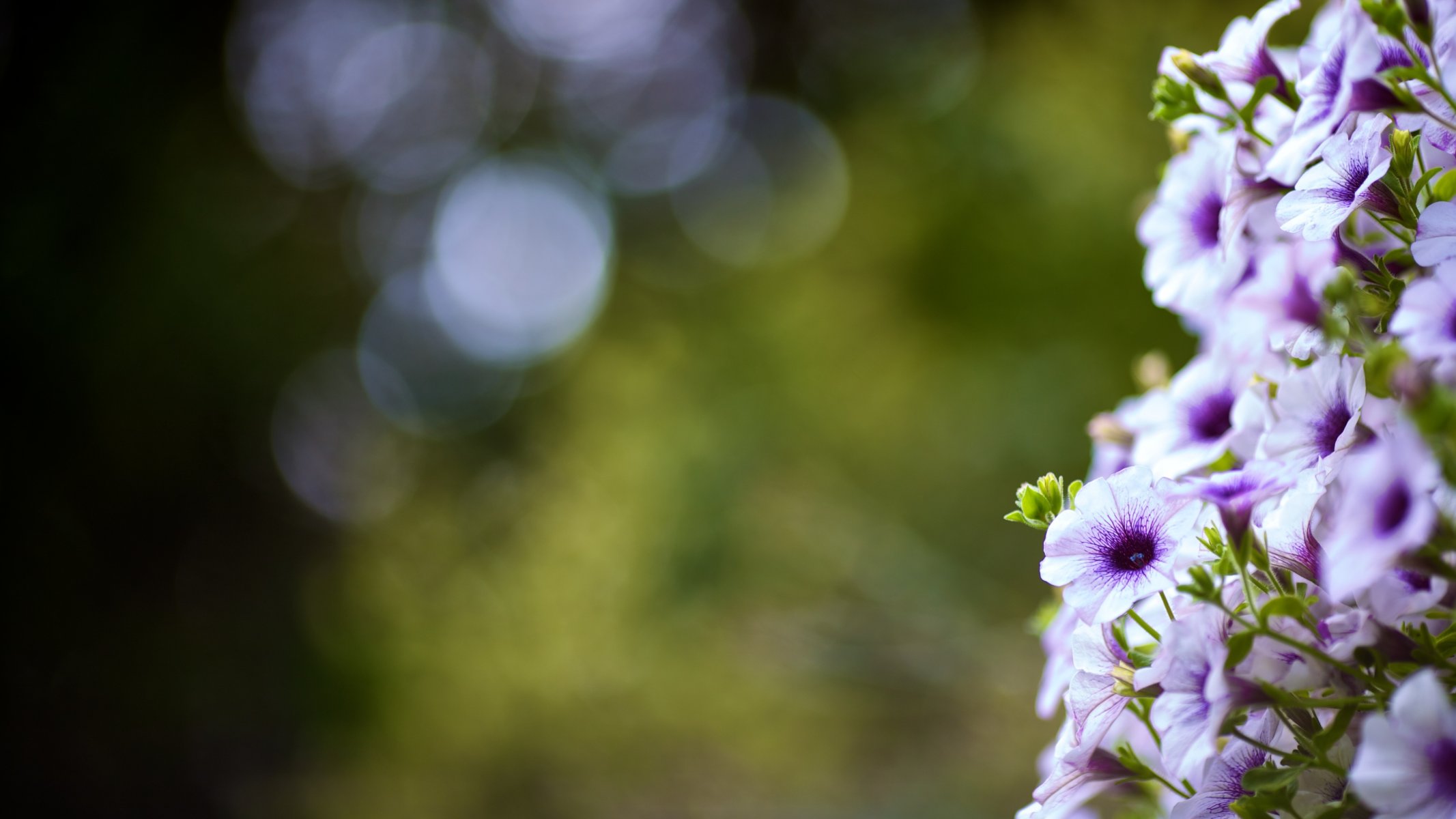 macro flores bokeh hojas verano