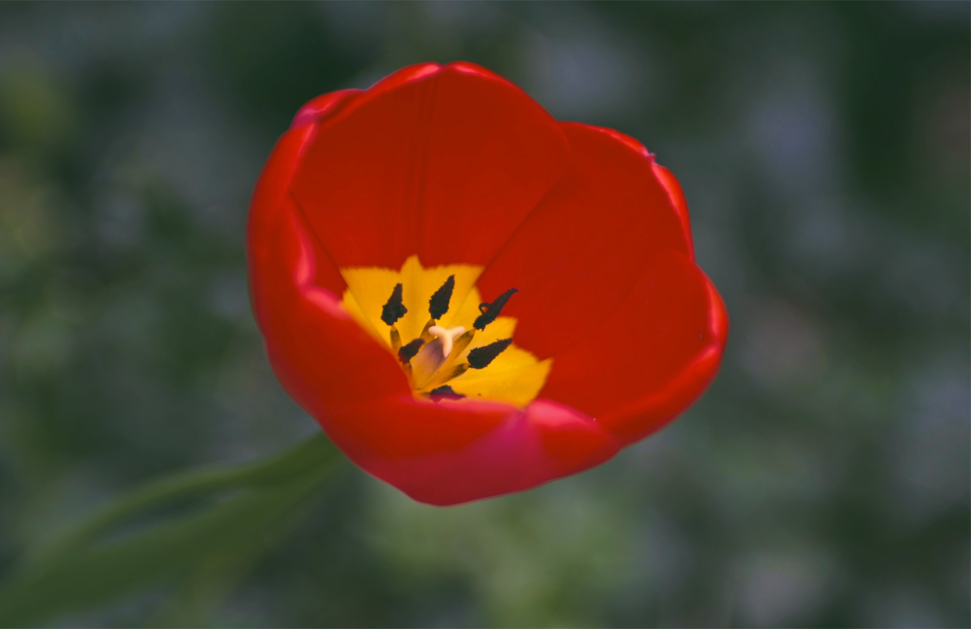 tulipán rojo amarillo pétalos uno rojo uno macro enfoque