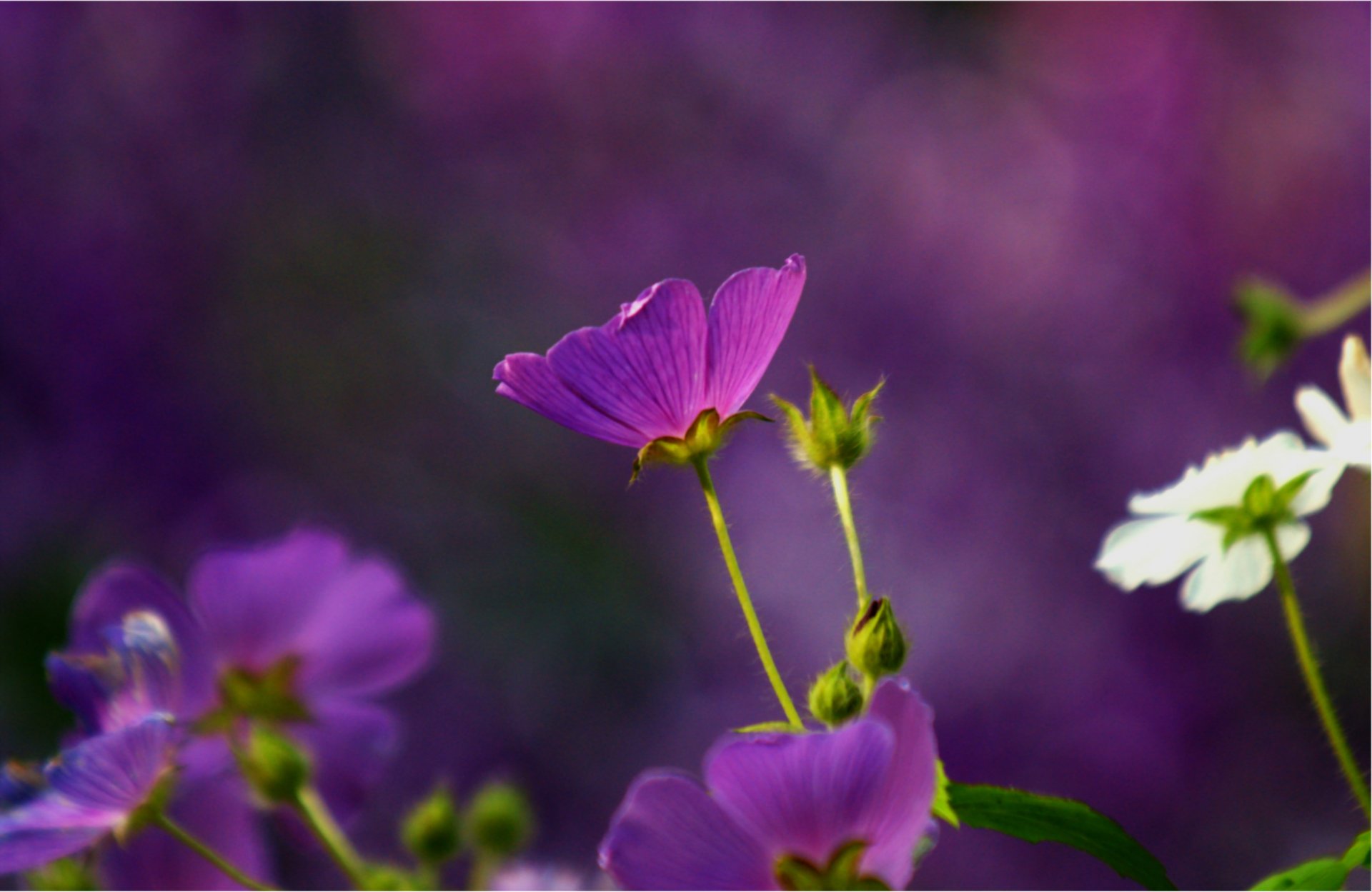 anode anodes fleurs violet blanc macro flou