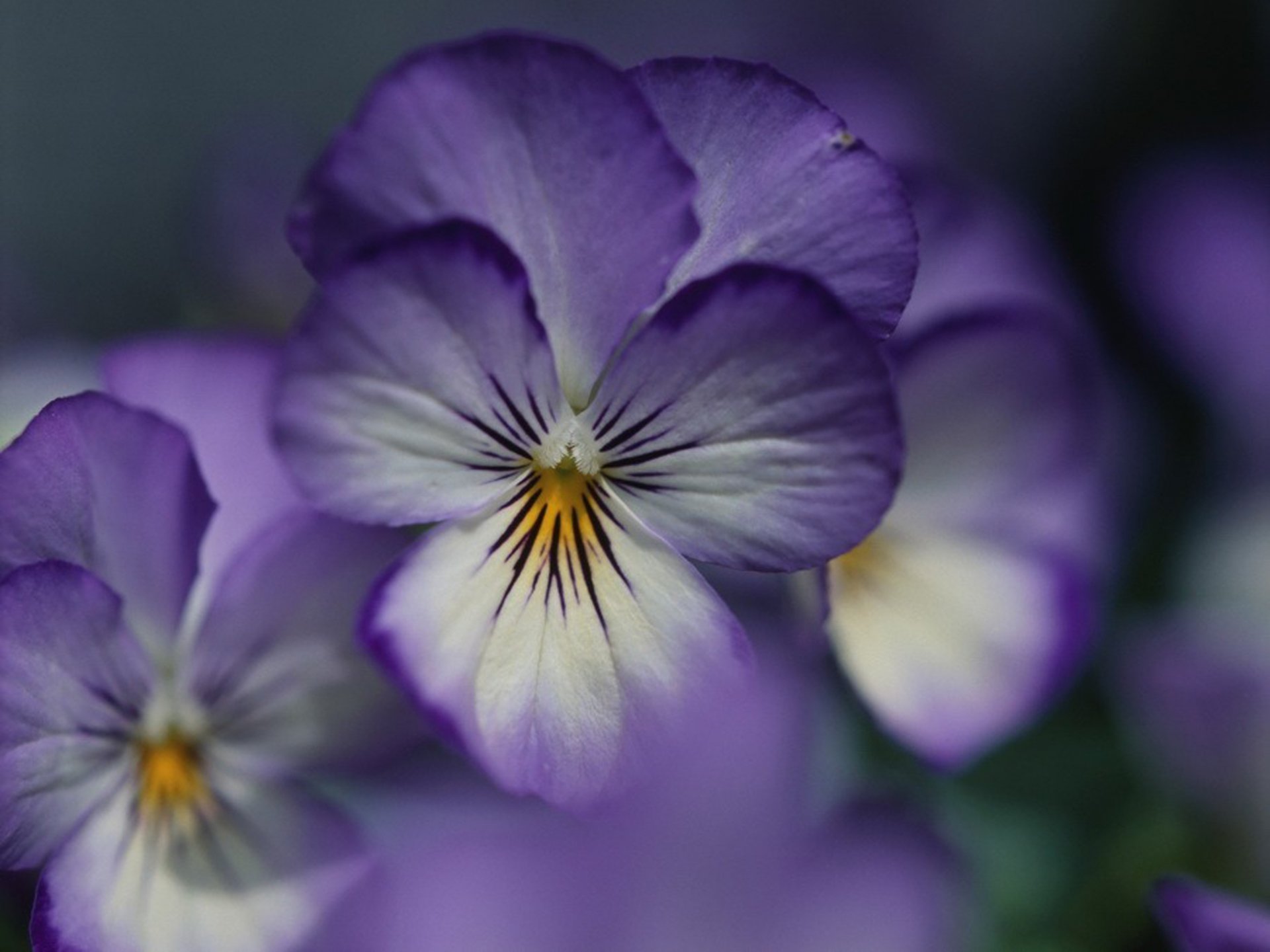 violeta flor pétalos púrpura