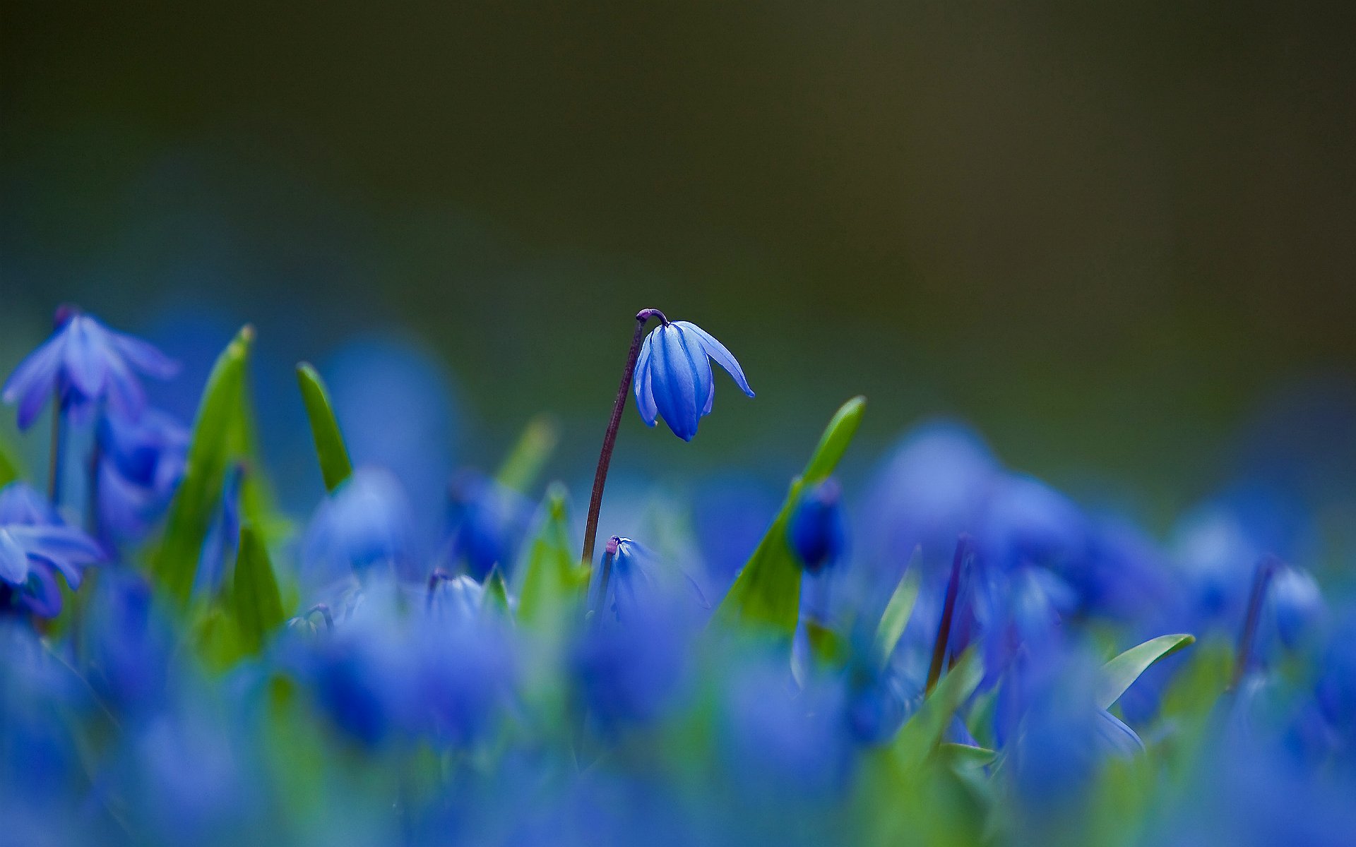 flower proleski blue petals close up blur