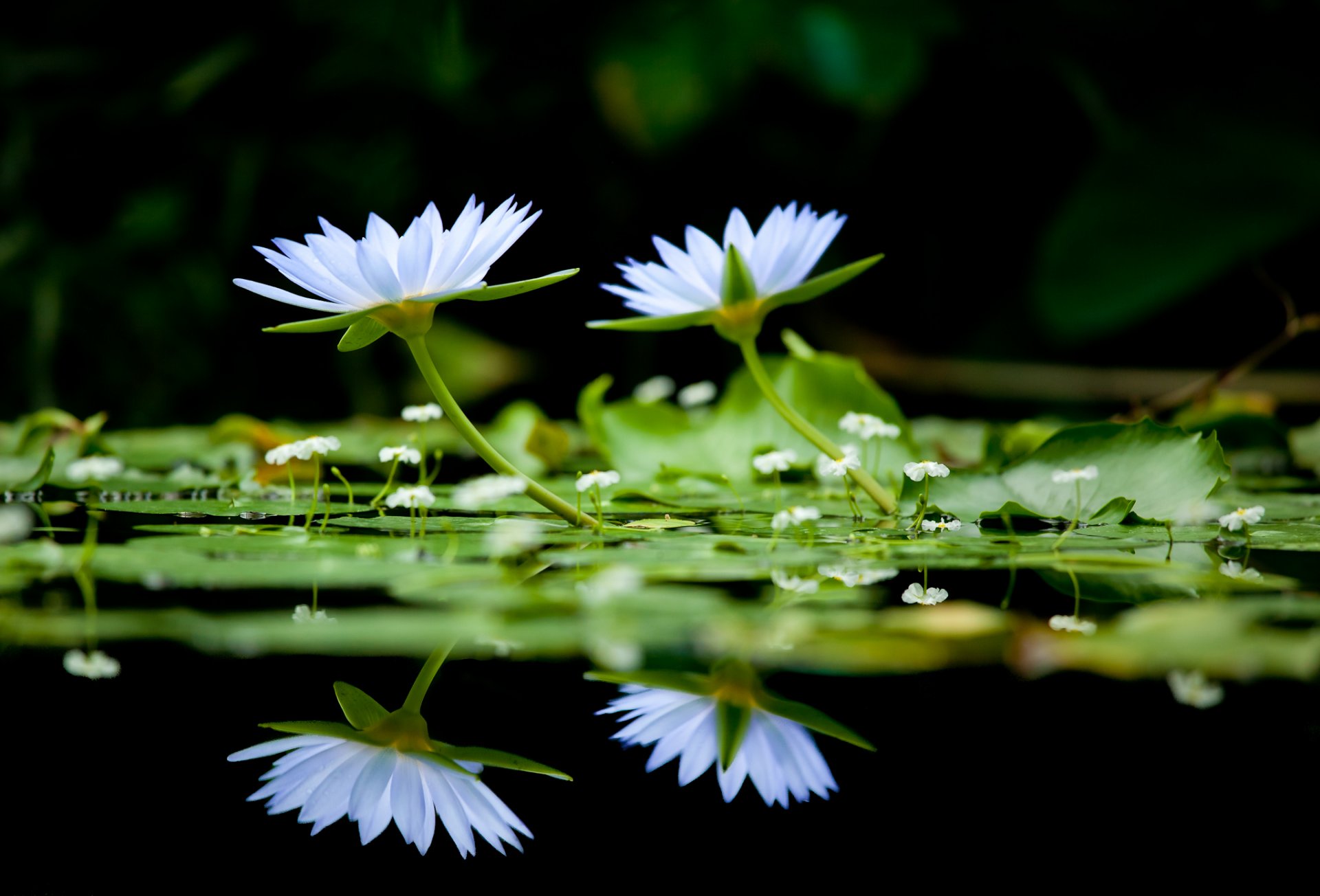 blumen seerosen farbe see hintergrund