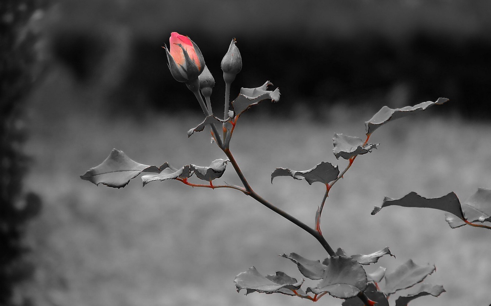 rose dark leaves stem grew