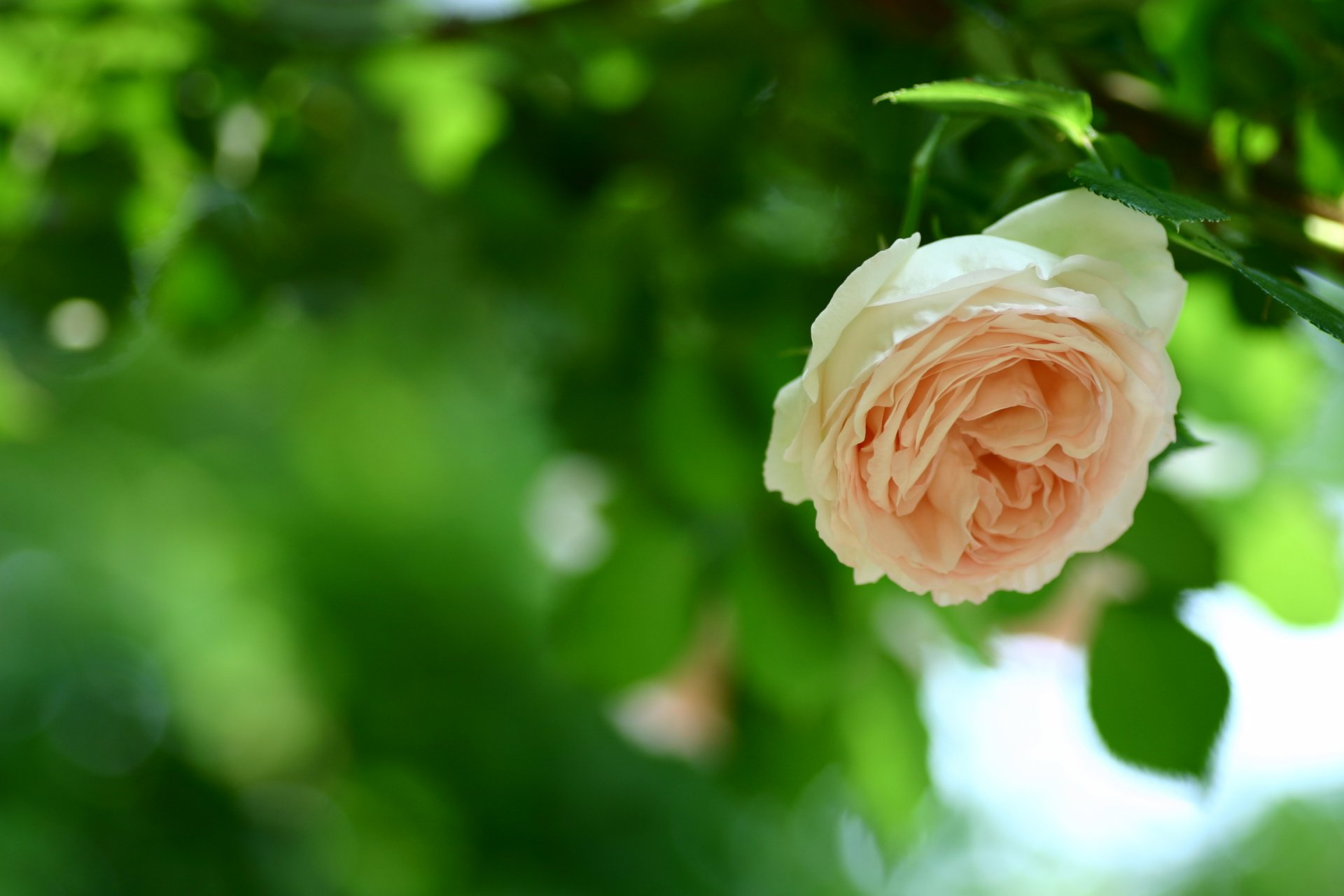 rose pfirsich farbe knospe blütenblätter blume stiel blätter laub grün grün unschärfe natur