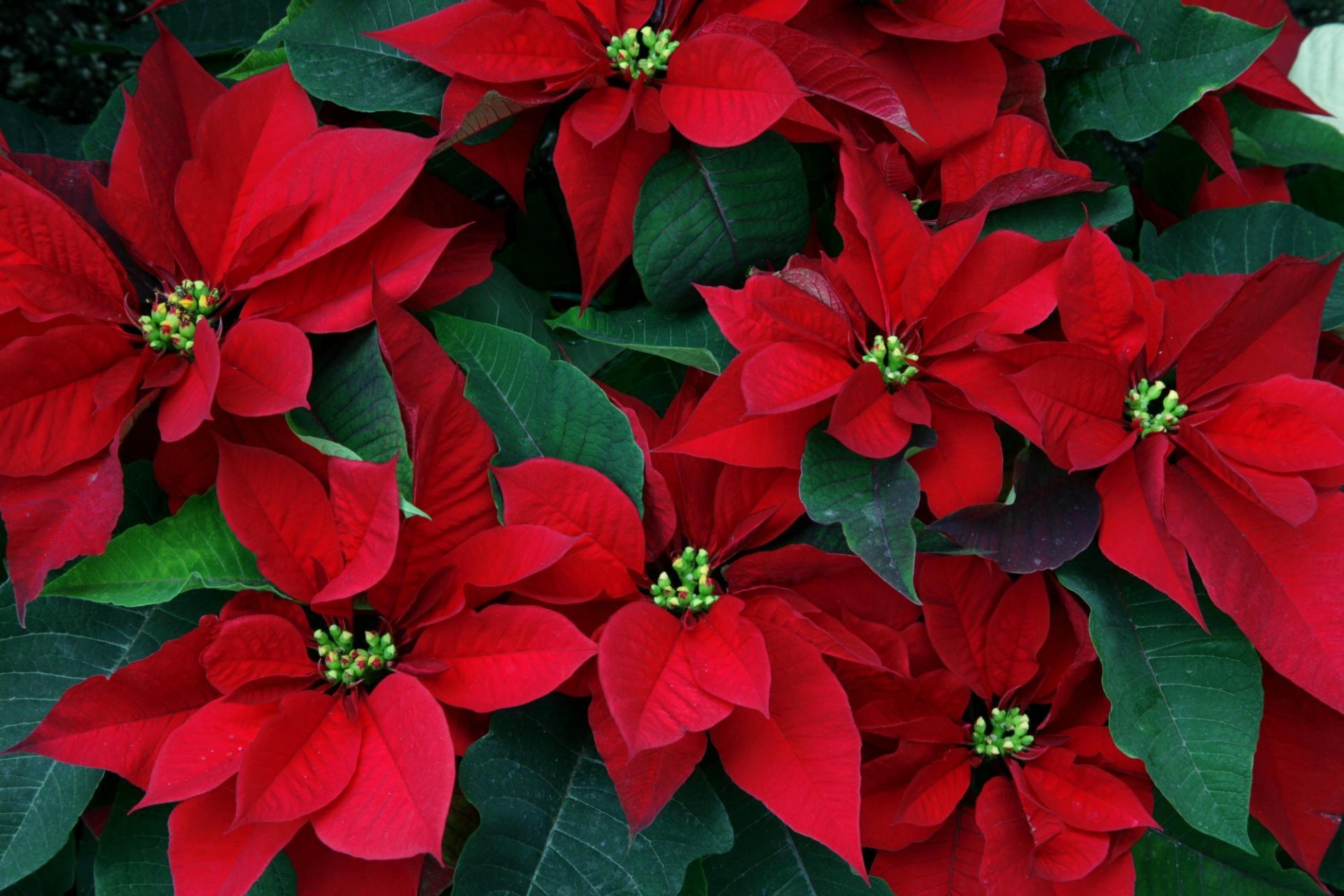 fleurs étoile de noël poinsetia rouge feuilles