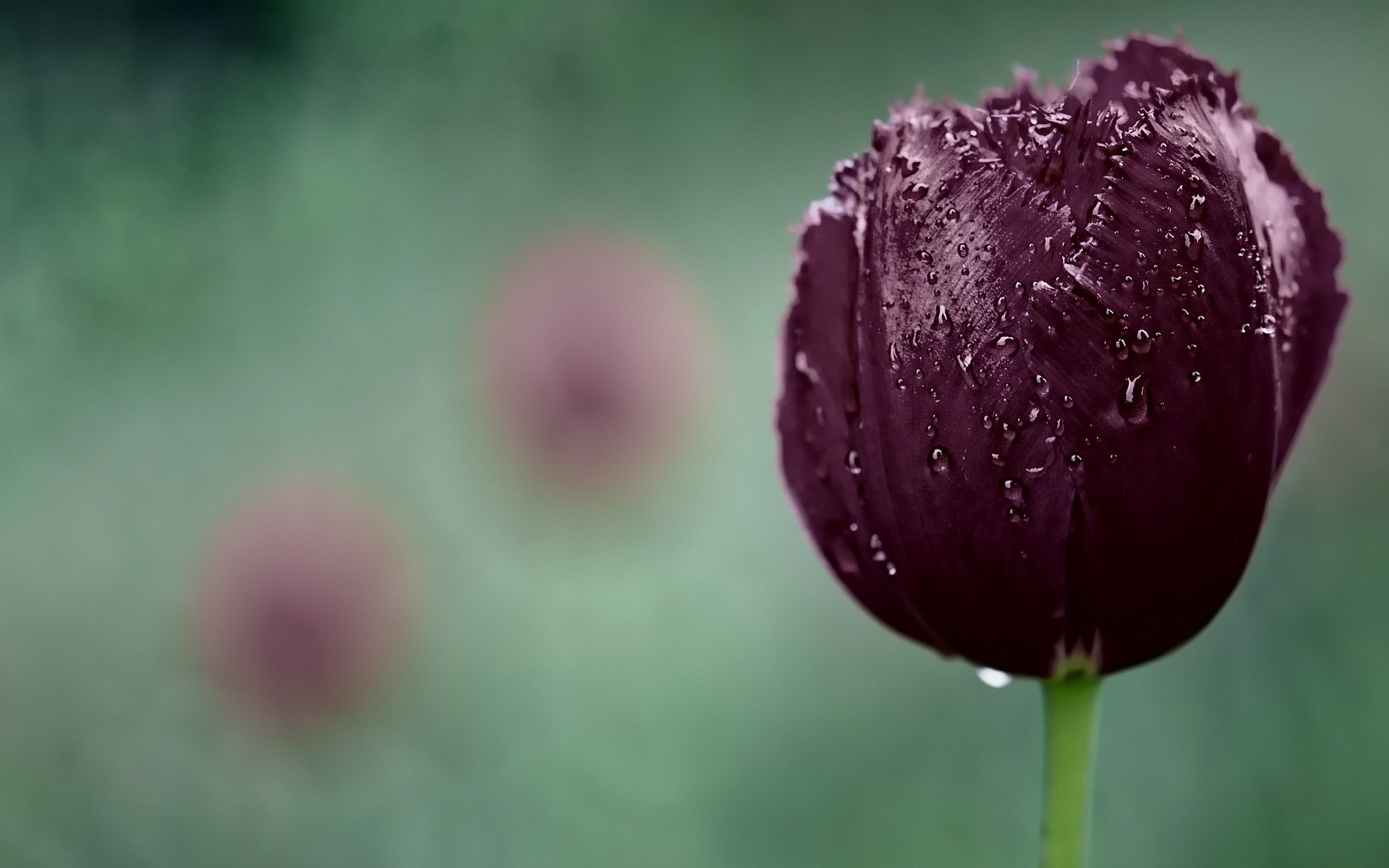 tulipe gouttes nature fleurs