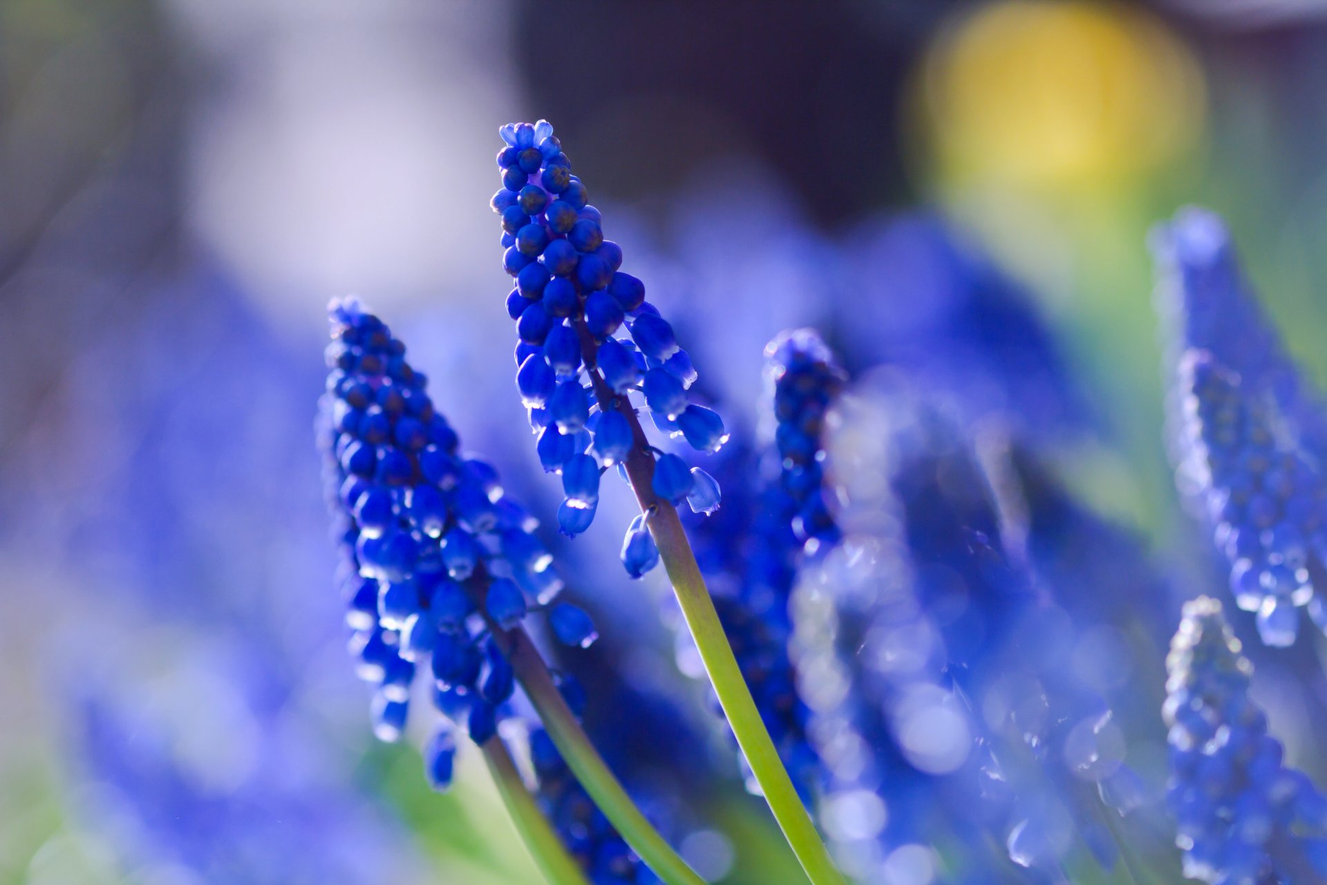 muscari bleu champ macro flou