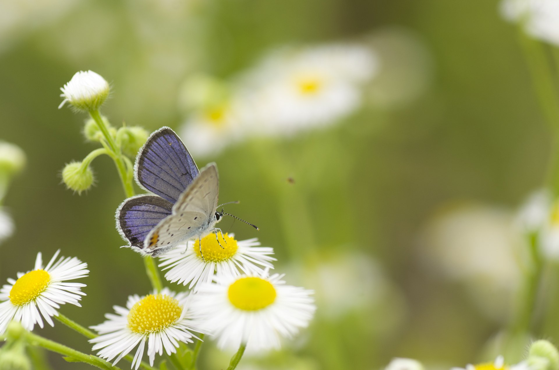 gänseblümchen weiß blumen schmetterling grün gras sommer natur makro