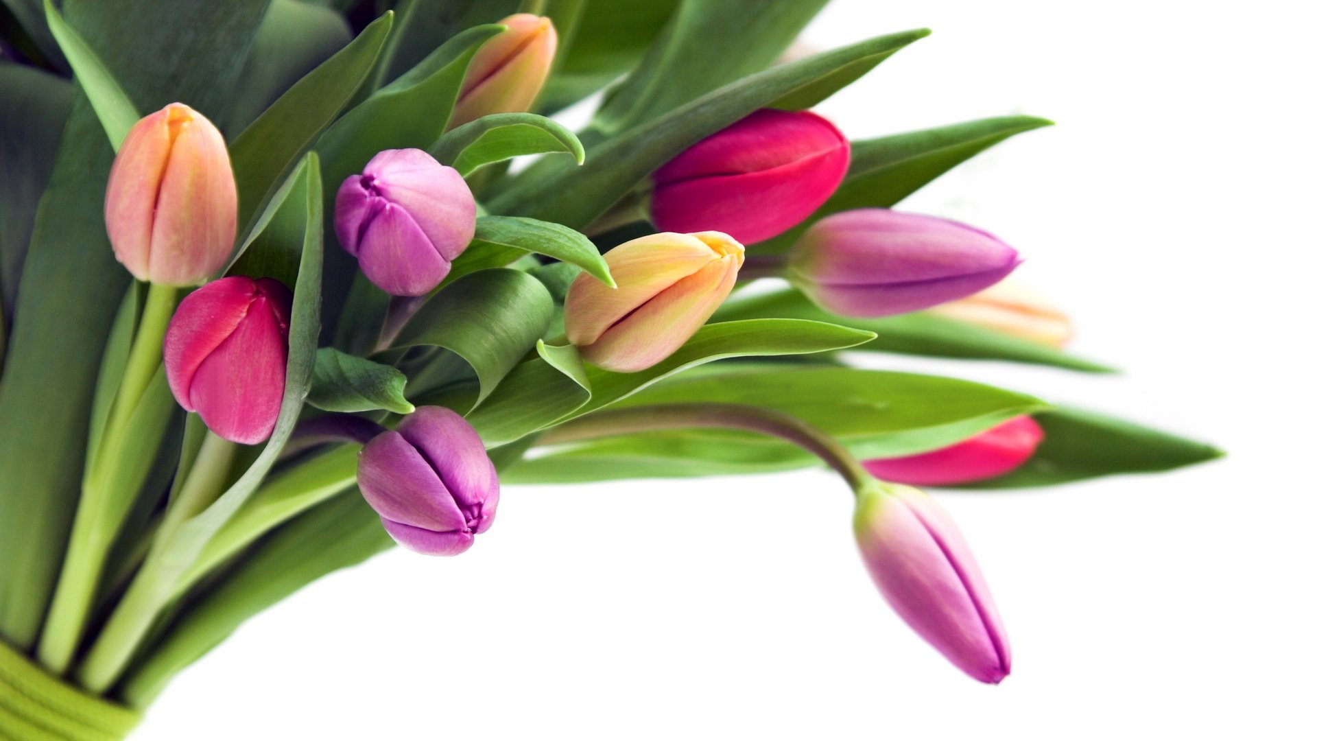 flower tulips buds bouquet