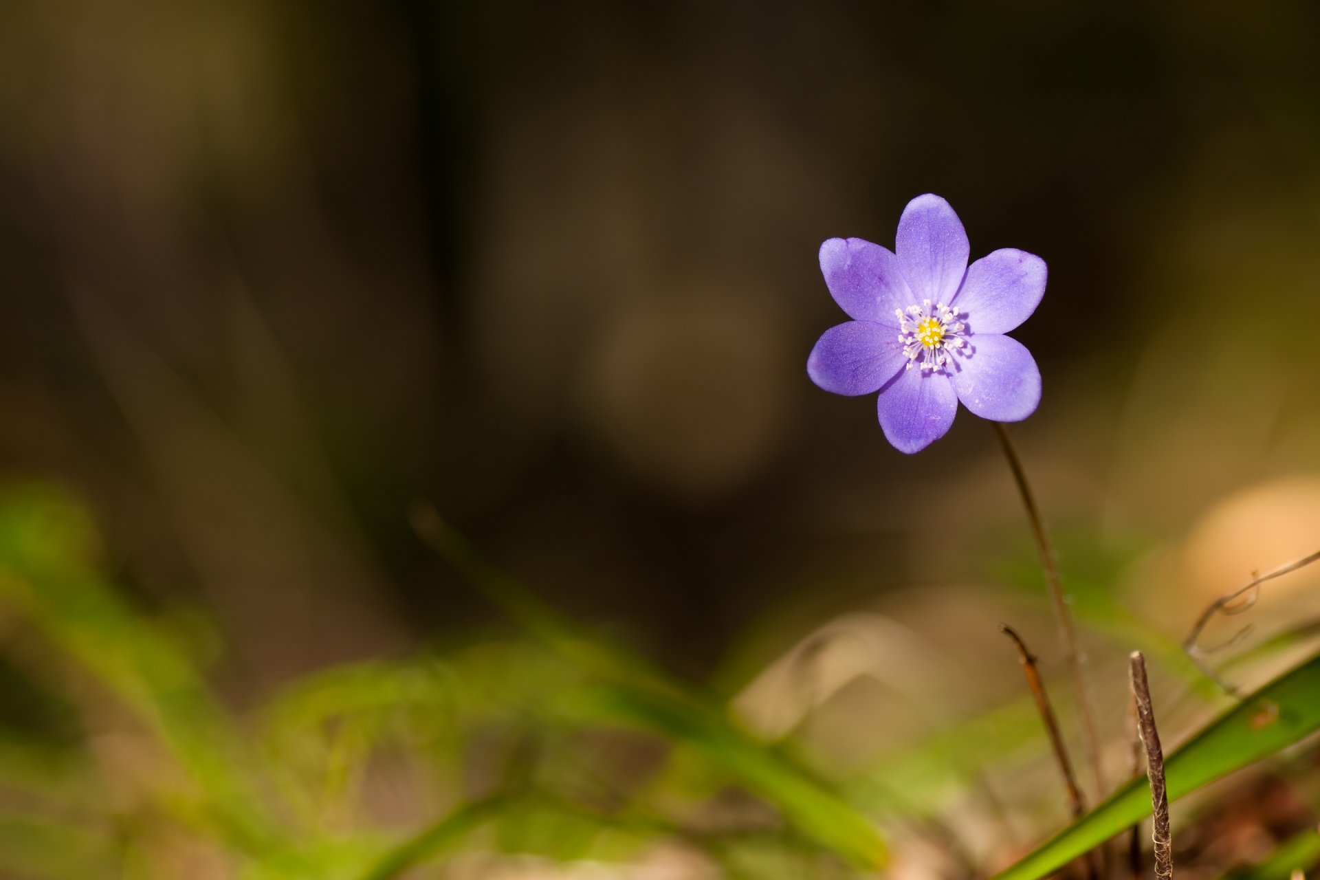 violeta bosque primavera