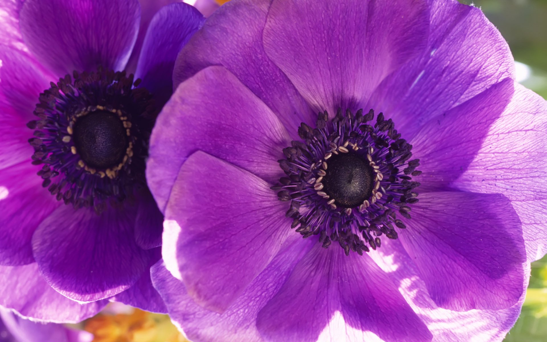 poppies flowers macro flower purple petals two