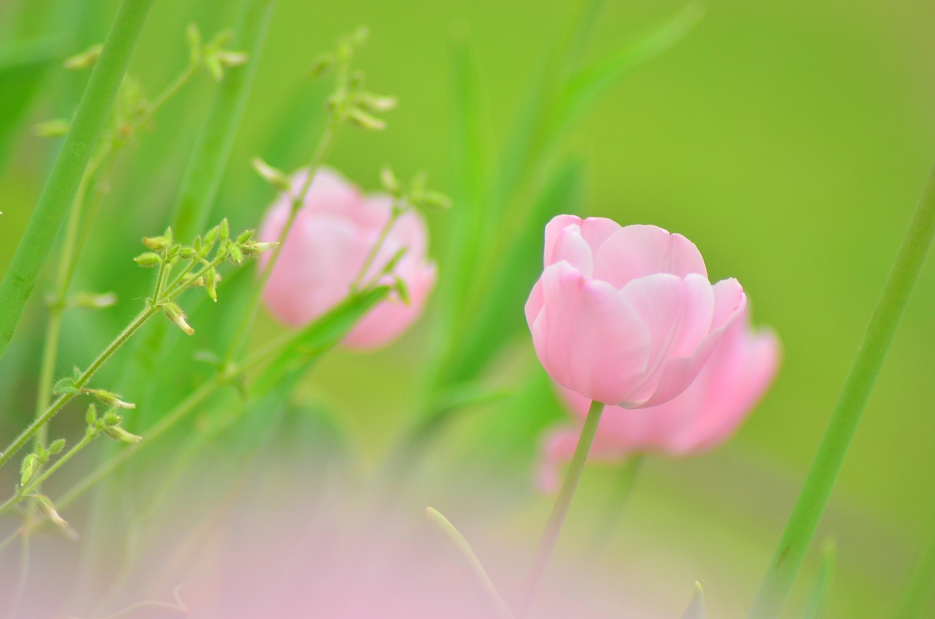 tulip pink bud flower plants greenery green color spring blur macro