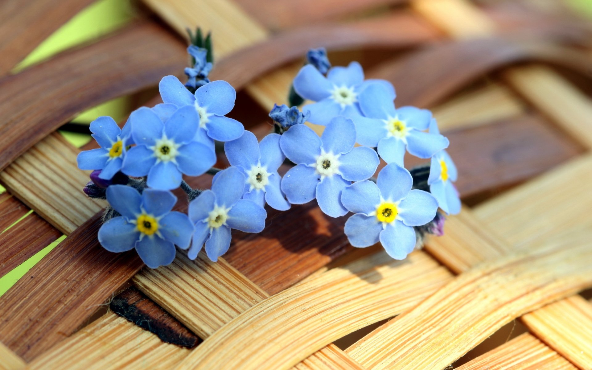 fleurs été fond