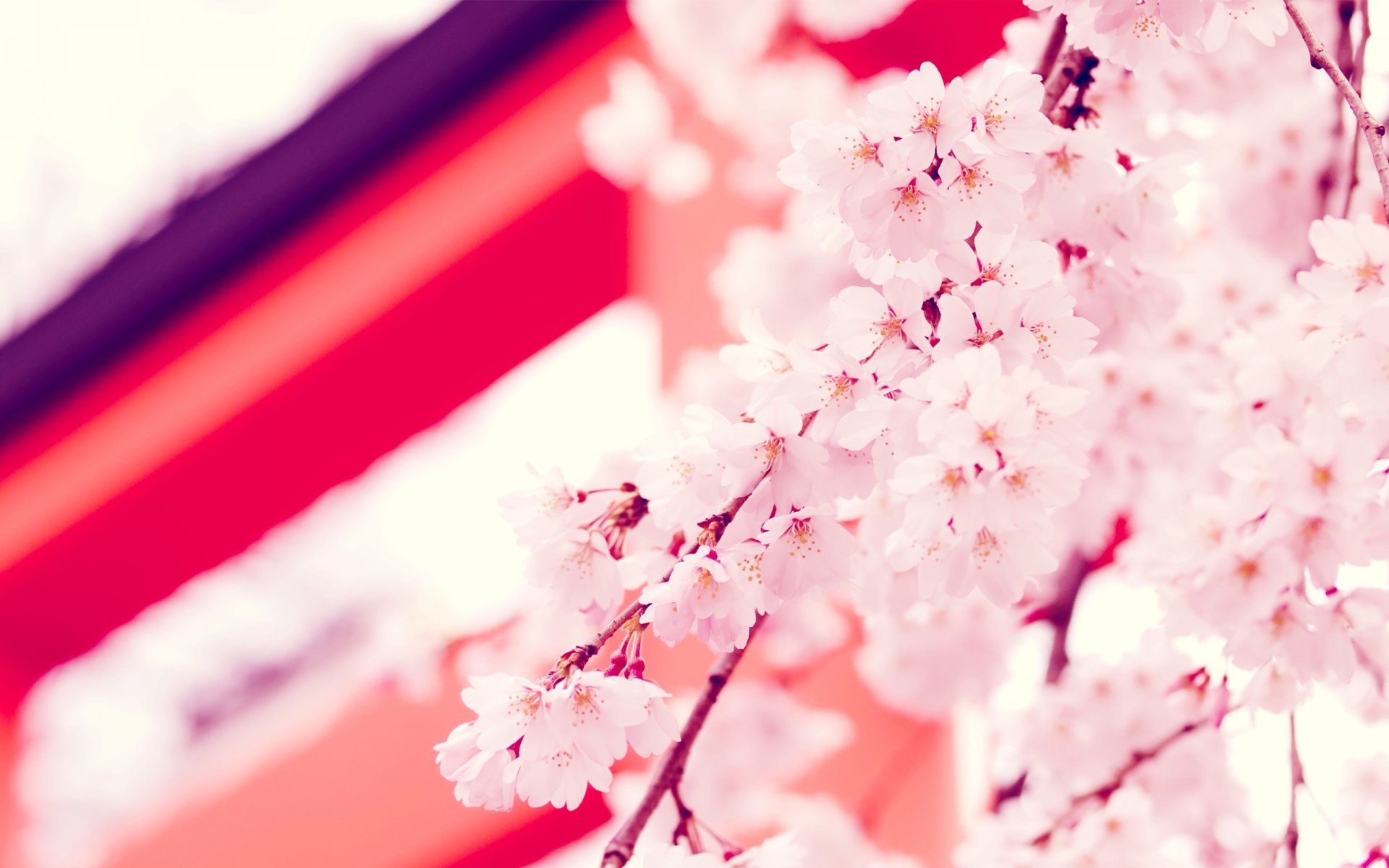 japan blumen sakura zweige blume hintergrundbilder