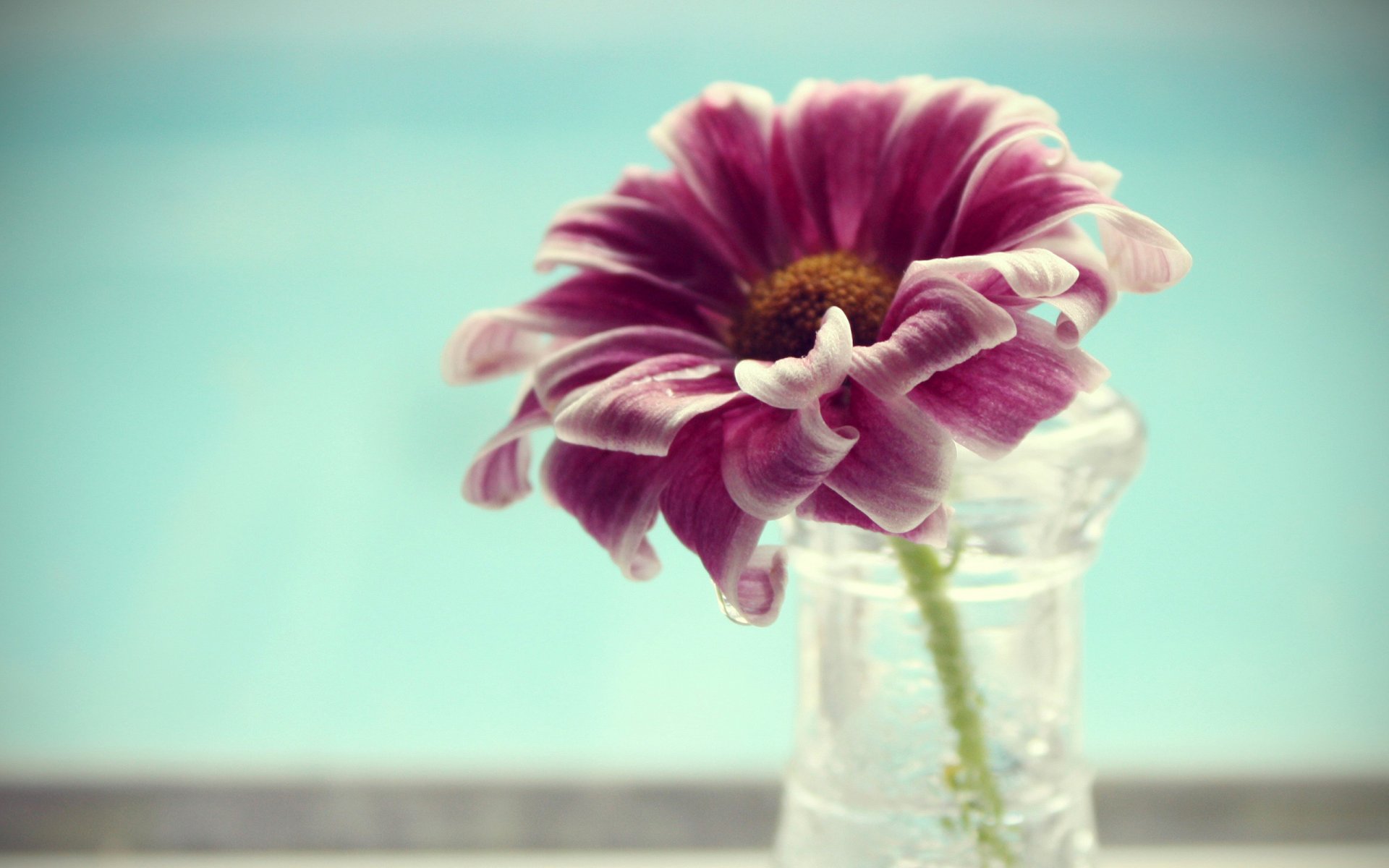 flower petals vase water close up macro 2560x1600