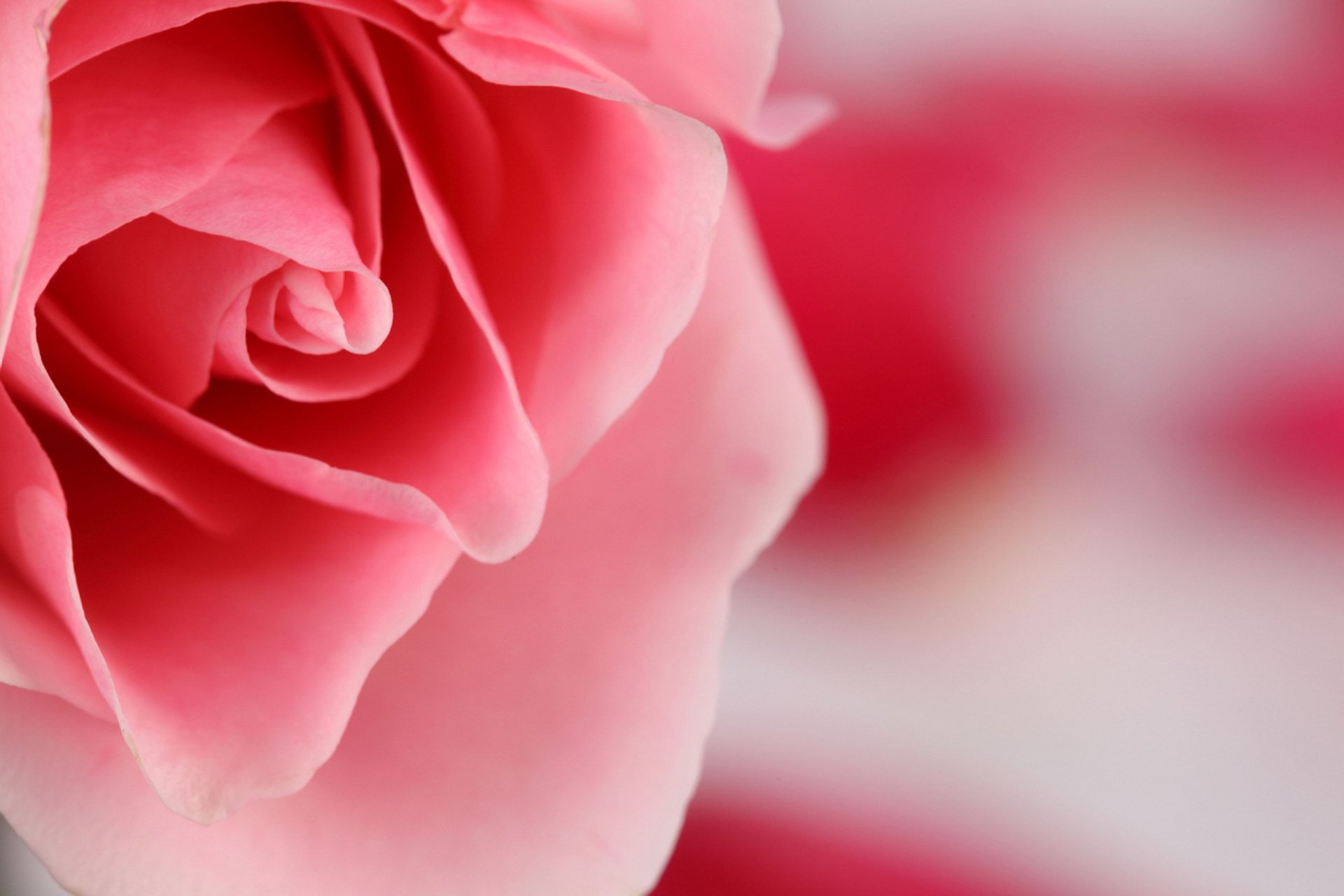 close up flower rose pink flowers petal