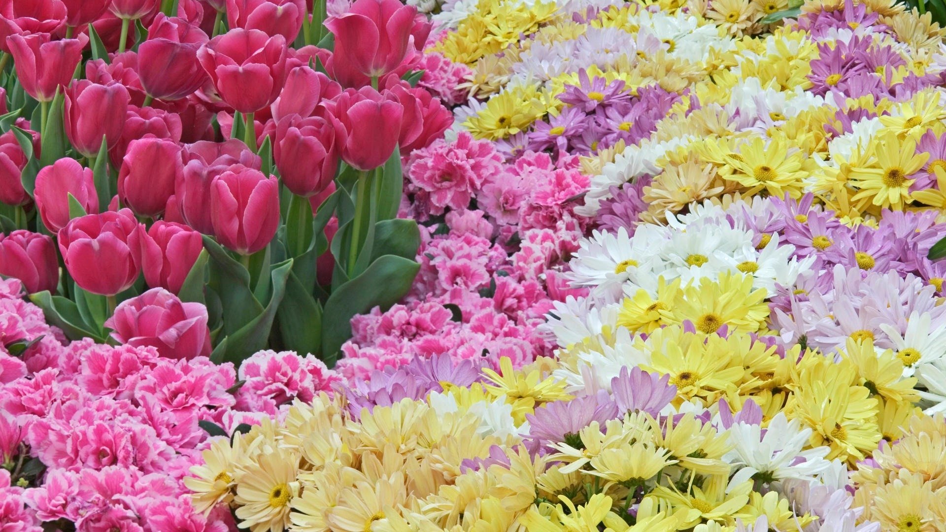 flower spring tulips pink chrysanthemum many