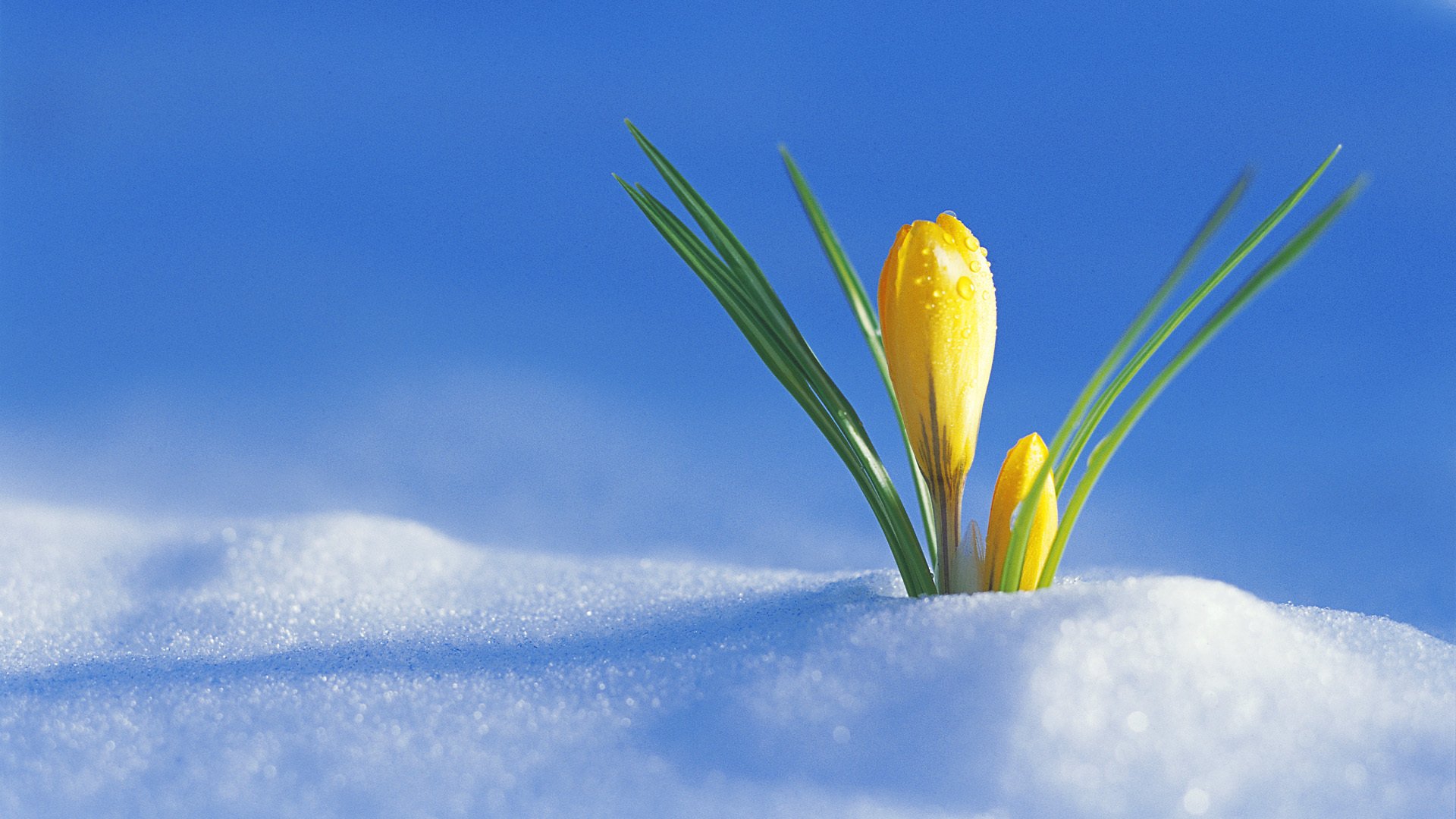 crocus jaune neige germé