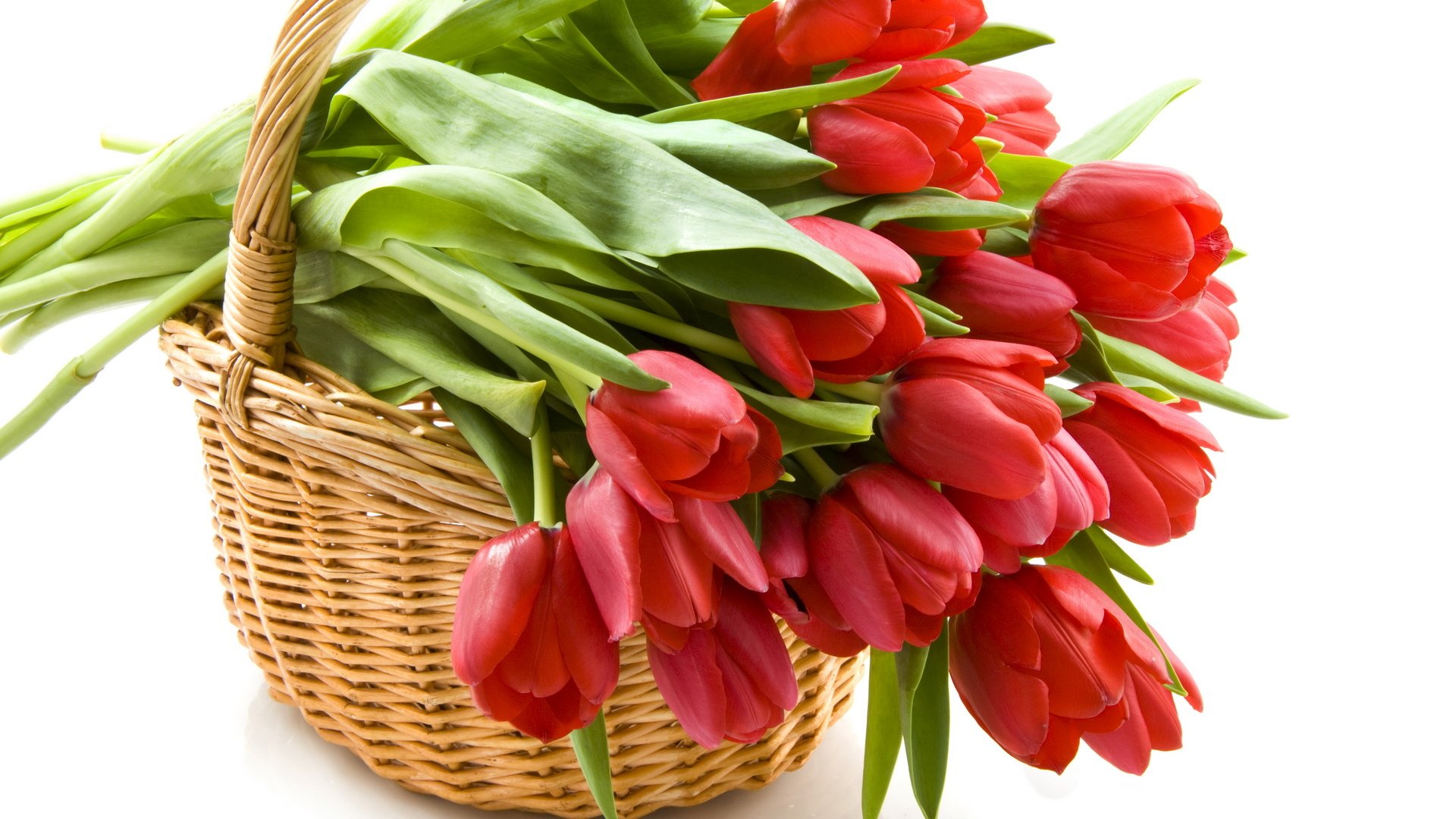 tulipes rouge panier