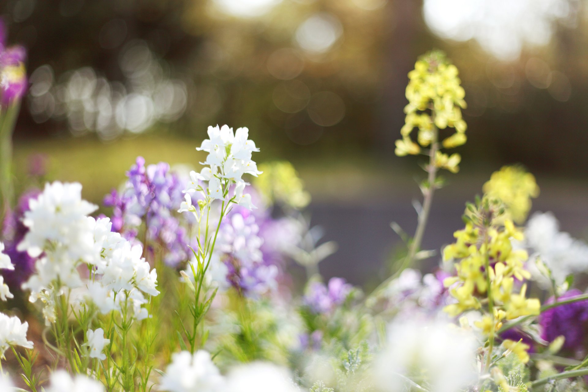 fiori bianco lilla giallo luce piante erba radura fioritura primavera luce abbagliamento sfocatura natura