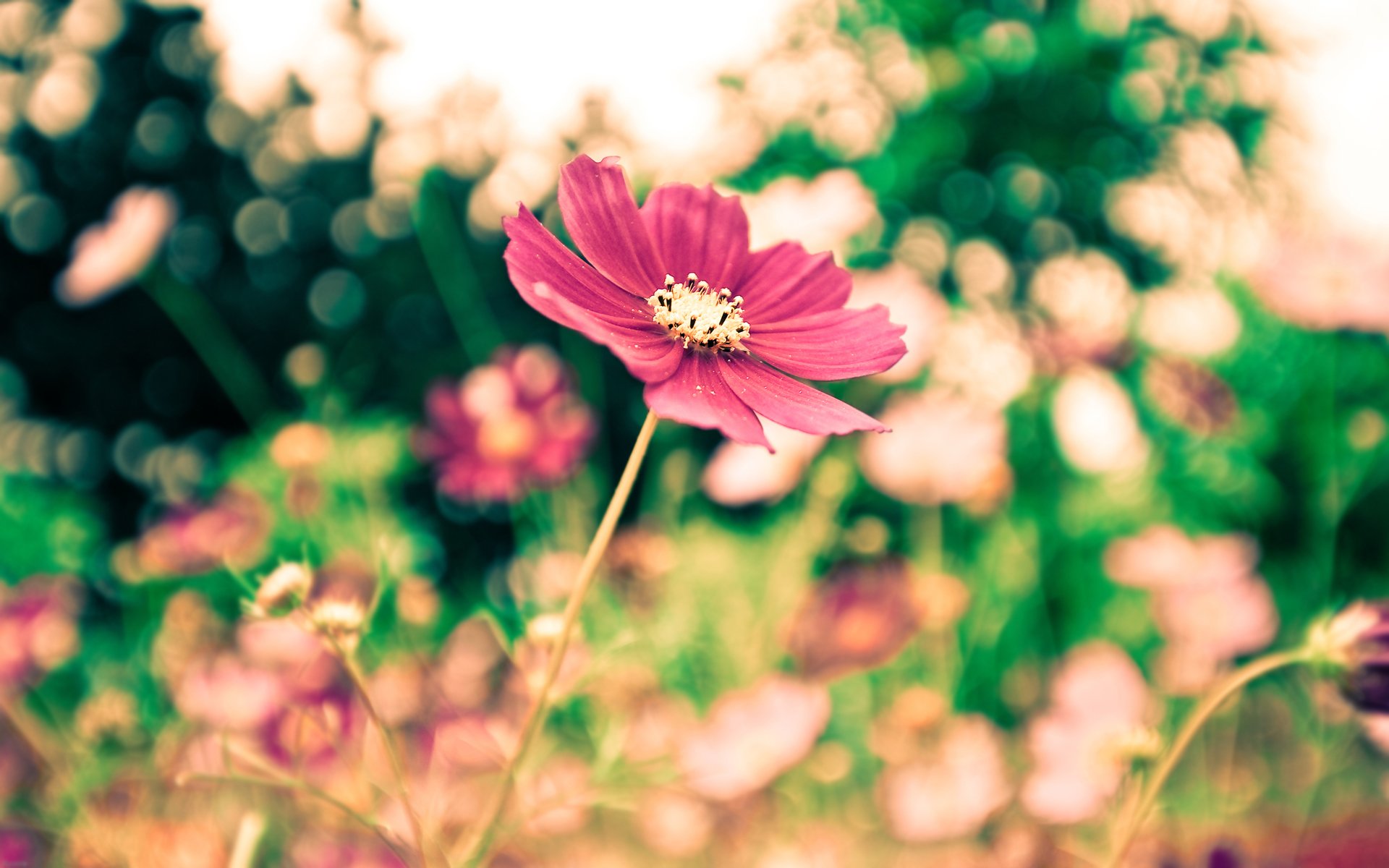 blur multicoloration blooming flowers macro grass nature greenery leaves petals focus forest park freshness silence mood summer spring bokeh beauty widescreen wallpaper widescreen wallpaper widescreen wallpaper bokeh flower