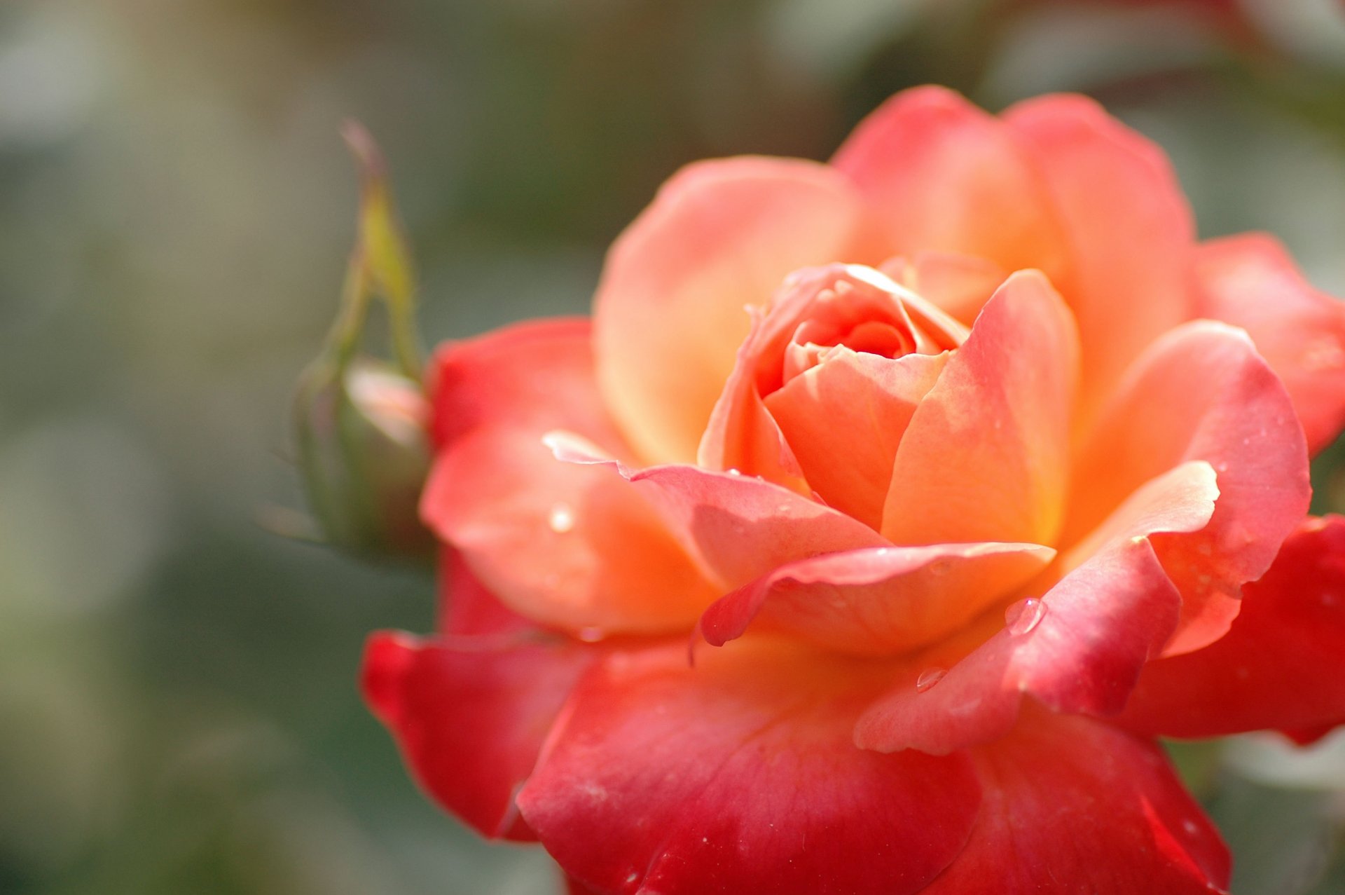 rose orange red bright bud flower petals drops plant close up flower