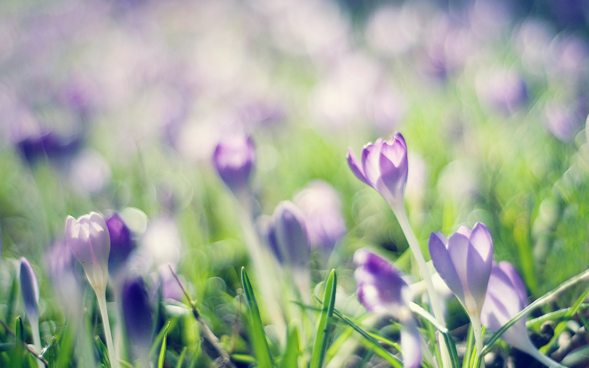 crocus printemps lilas