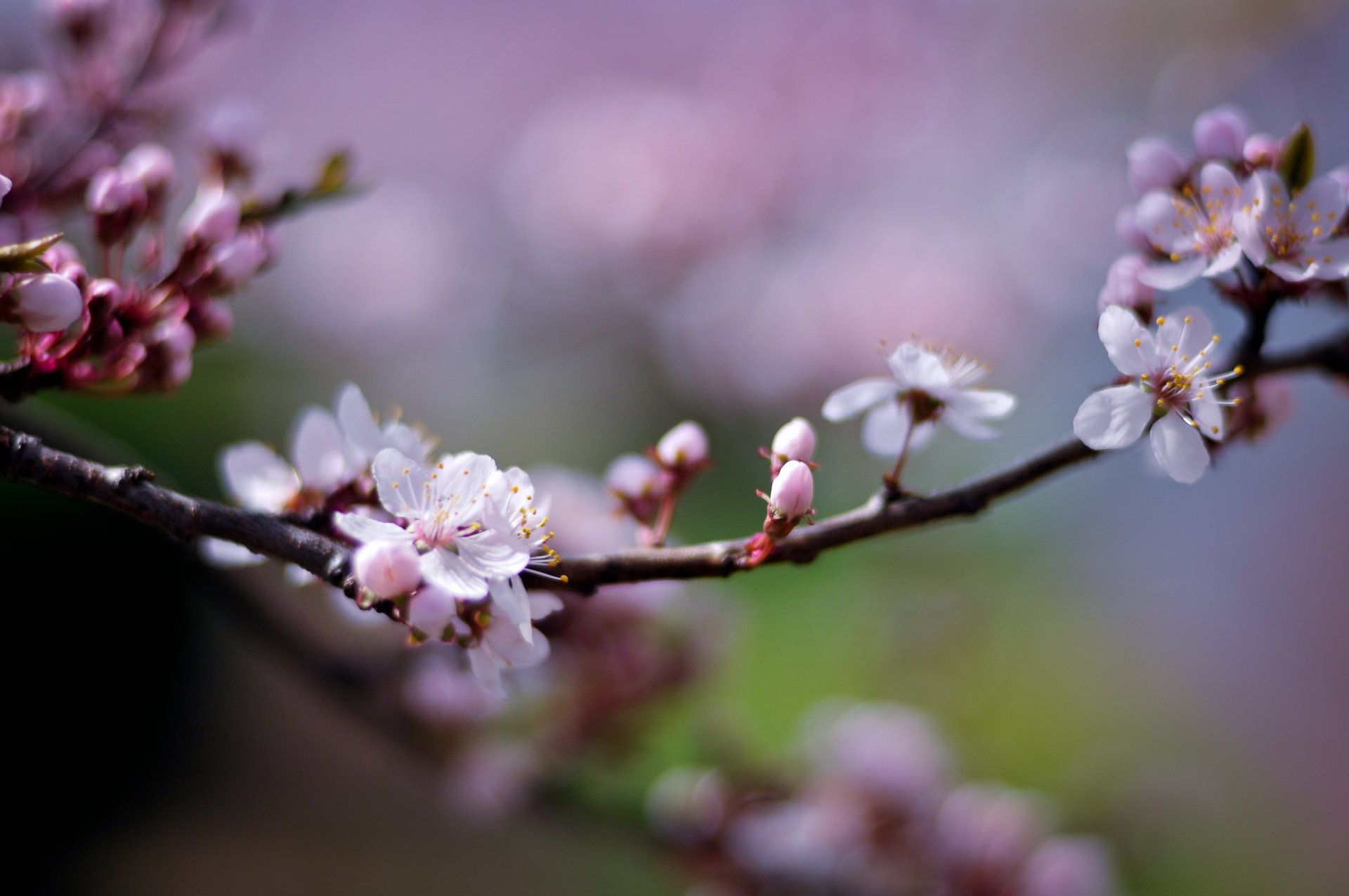 cherry branch twig flowering pink flowers petals light blurriness spring nature macro