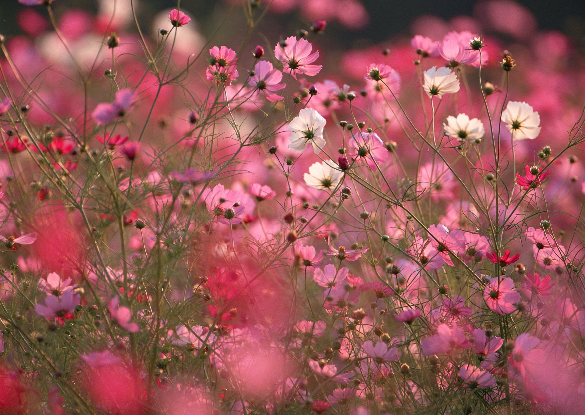 campo flores cosmea rosa macro