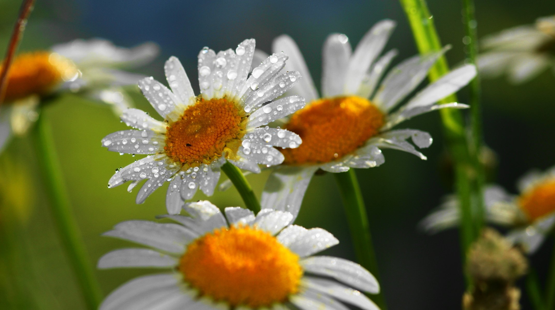 margaritas flores gotas naturaleza