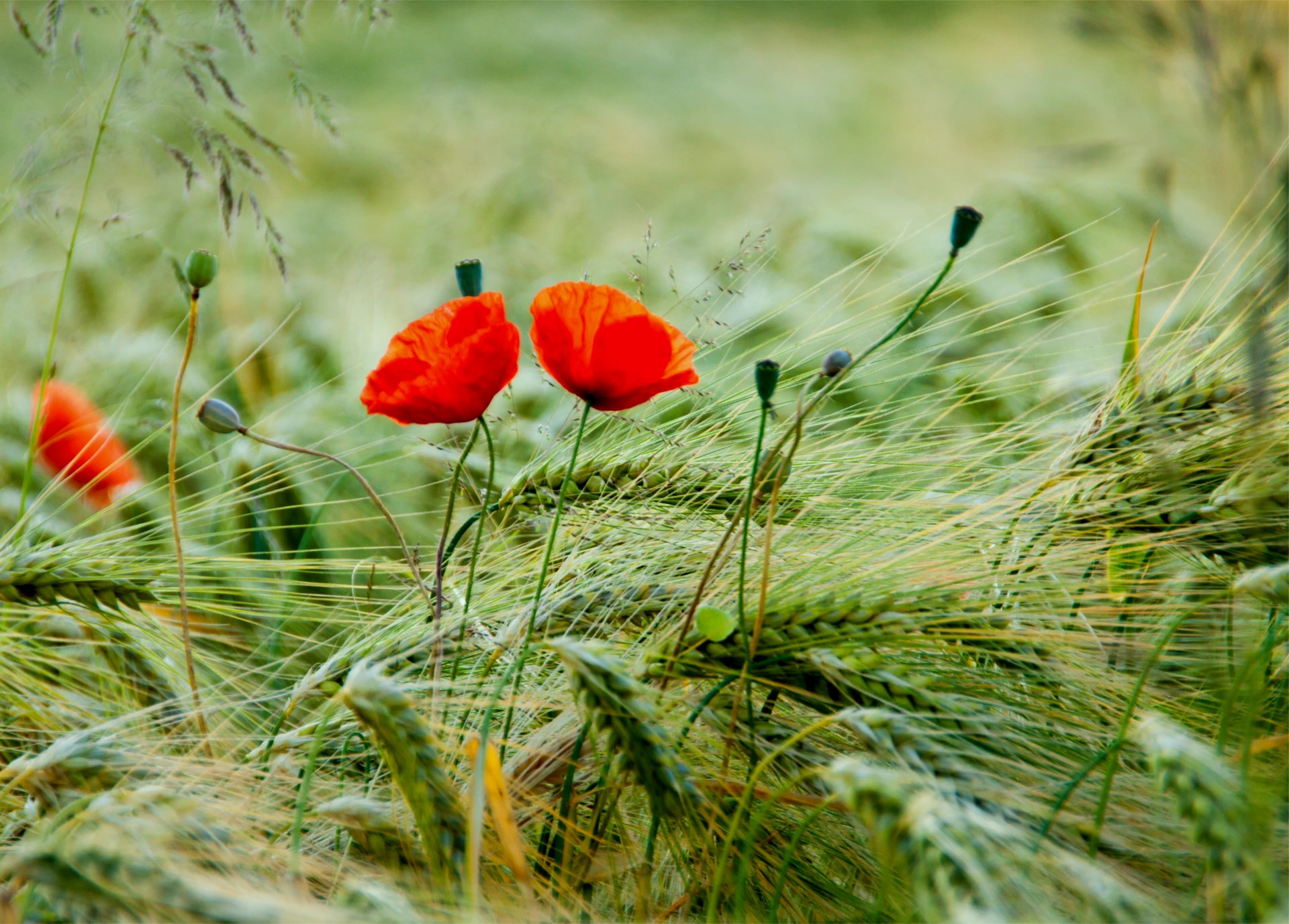 papaveri rosso petali fiori boccioli campo spighette macro sfocatura