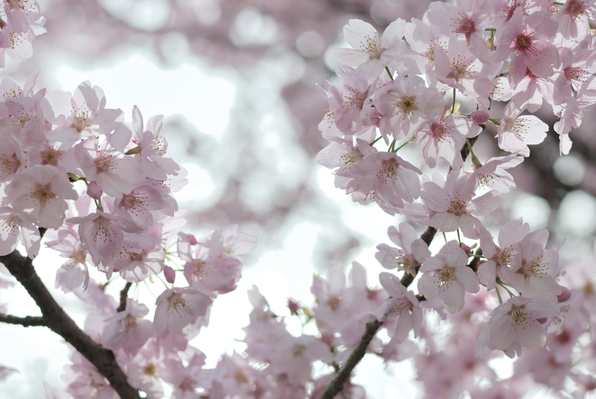 fioritura fiori sakura ciliegio bianco rosa petali rami rami alberi luce cielo primavera tenerezza leggerezza macro