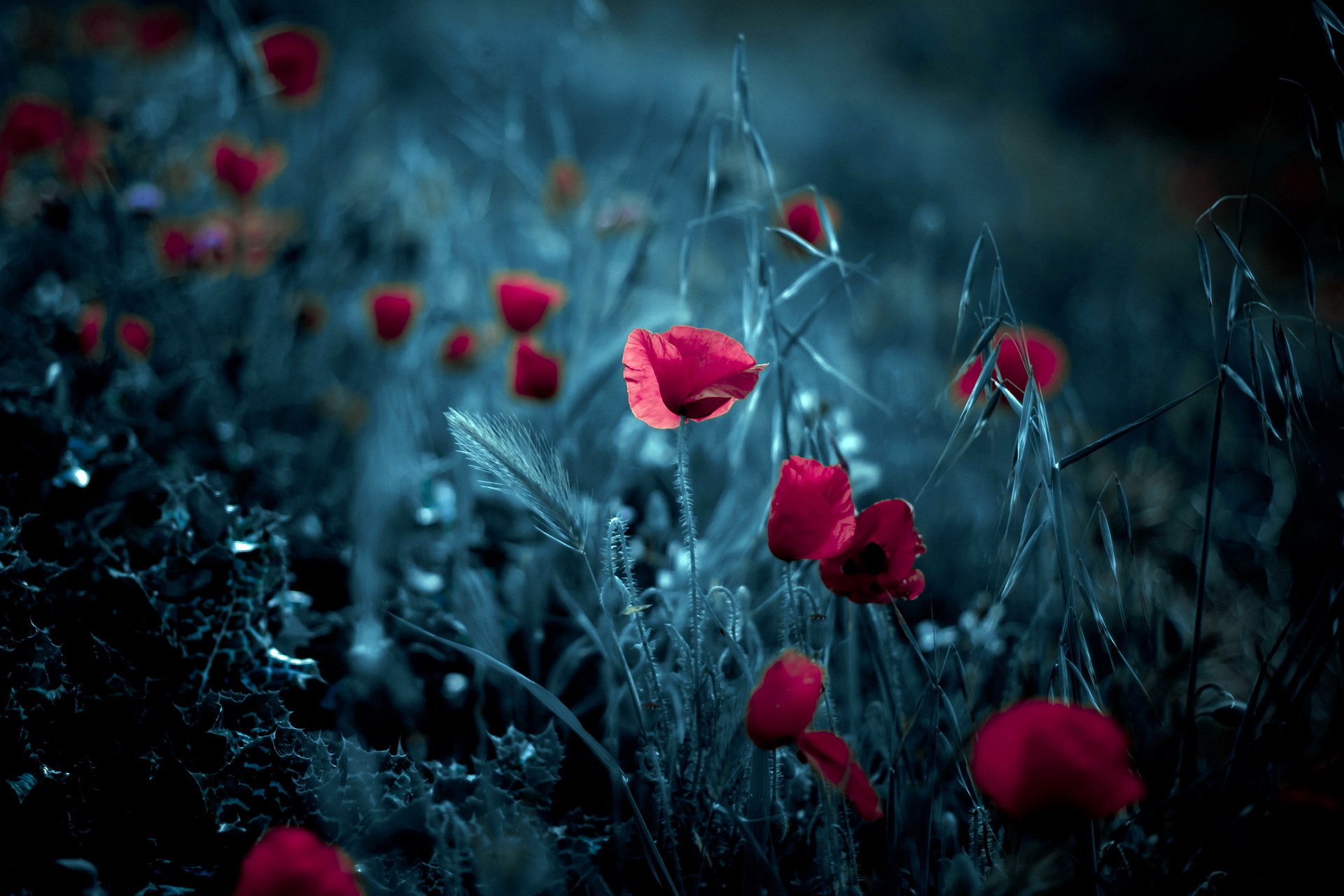 poppies flower background