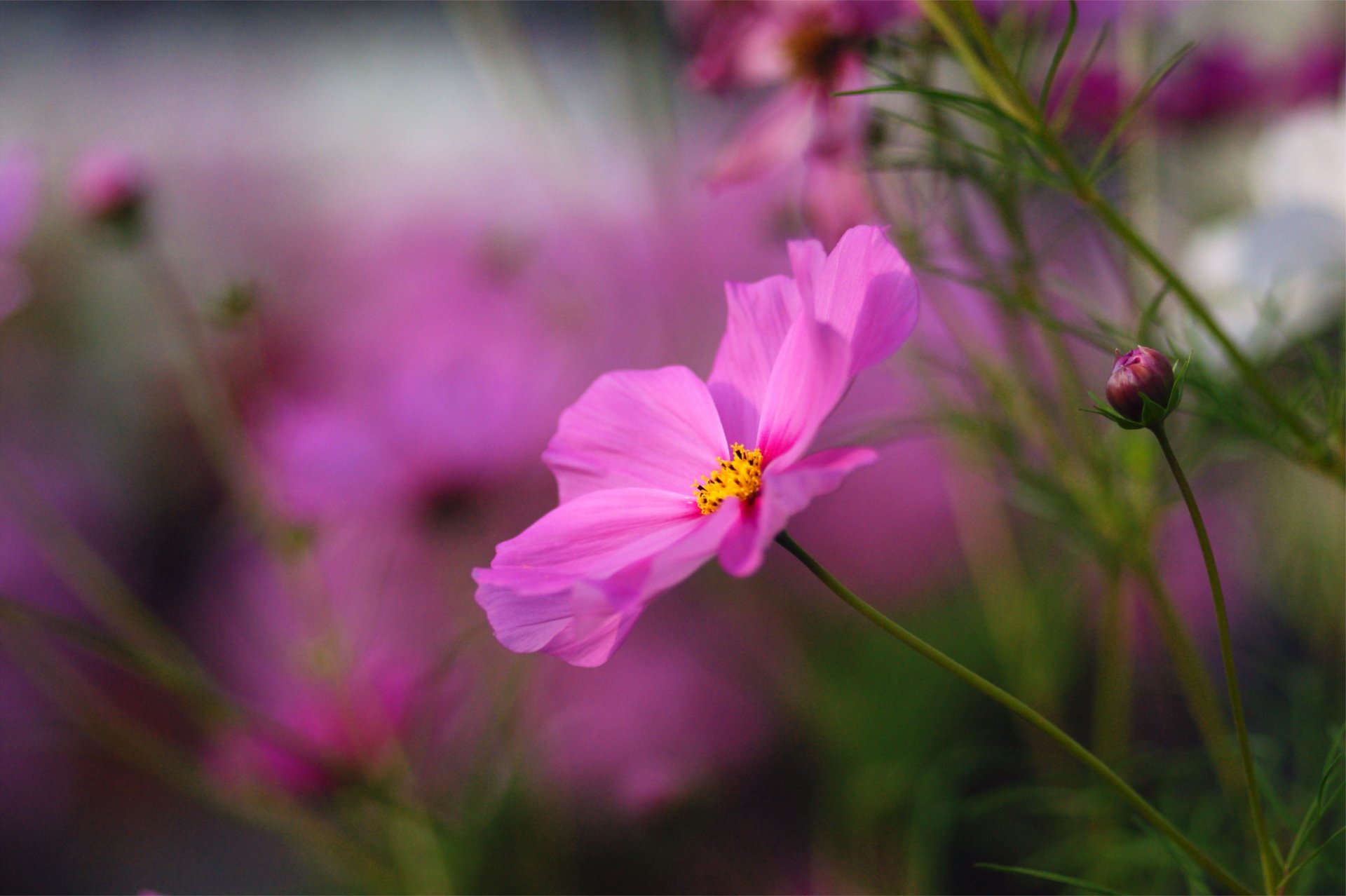 cosmea pink bright flower flowers buds macro blur