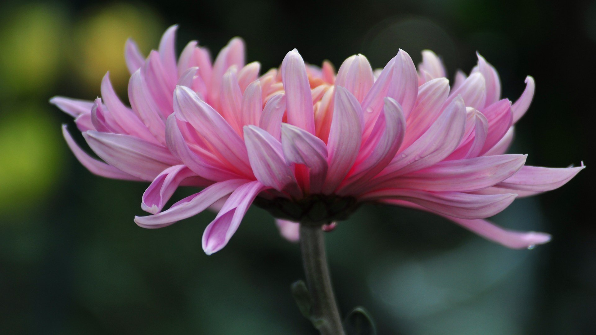 flower chrysanthemum summer