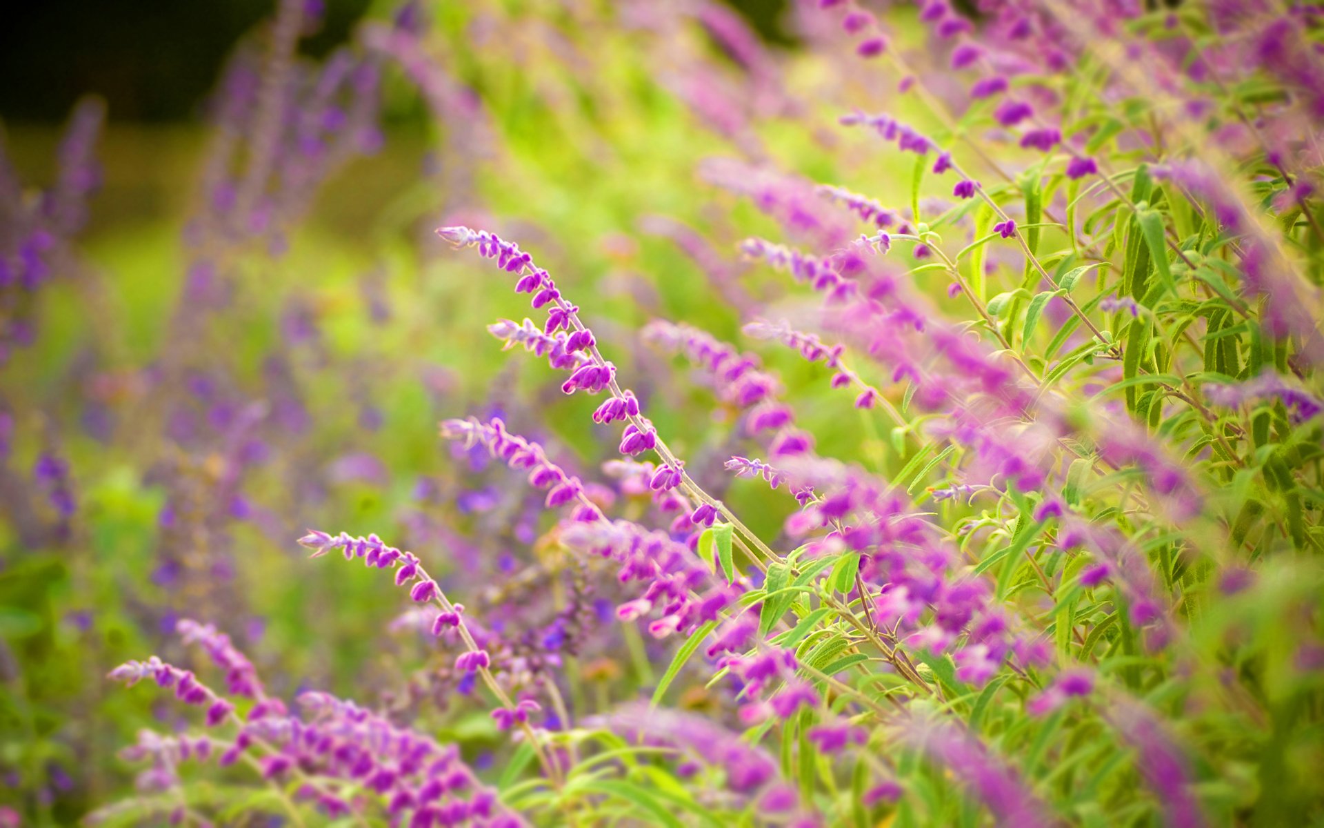 fiori macro erba natura verde foglie petali messa a fuoco foresta parco freschezza silenzio umore estate primavera bokeh bellezza carta da parati widescreen carta da parati widescreen carta da parati widescreen fiori bokeh salvia