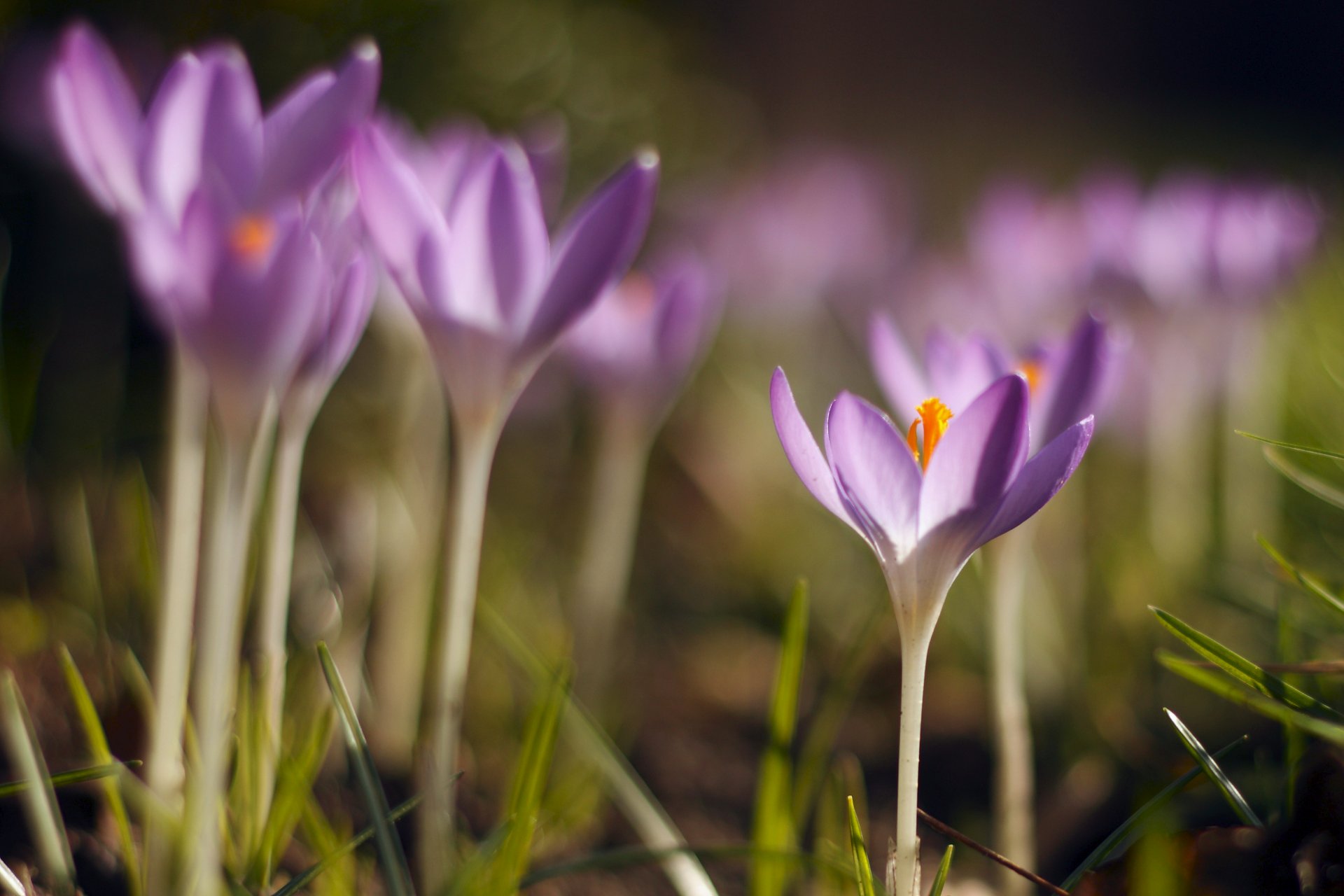 crocus purple petals spring grass close up blur reflection