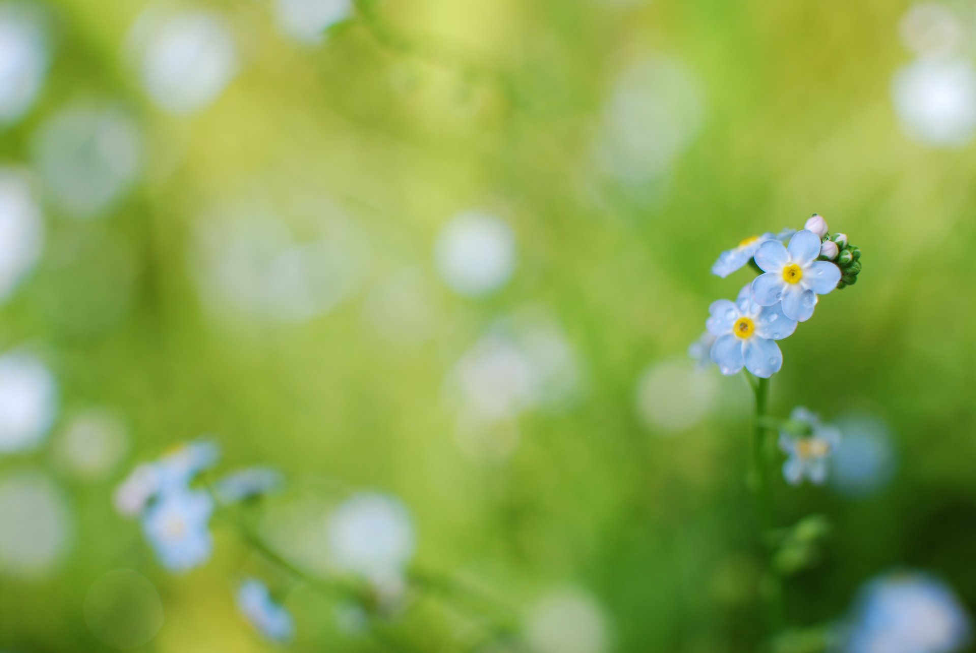 myosotis bleu fleurs plantes herbe verdure gouttes rosée eau printemps tendresse couleur macro flou mise au point