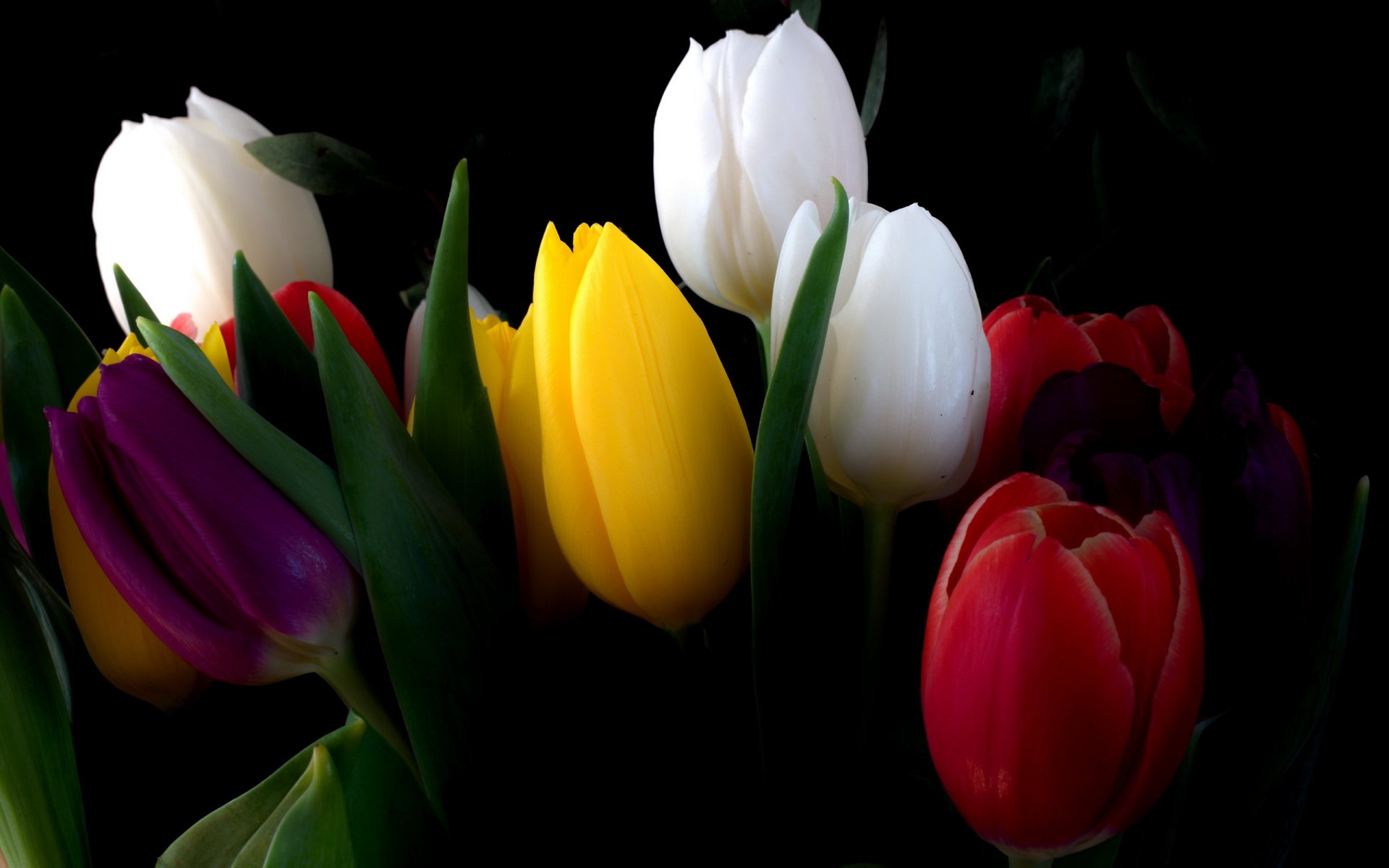 fleurs tulipes bouquet