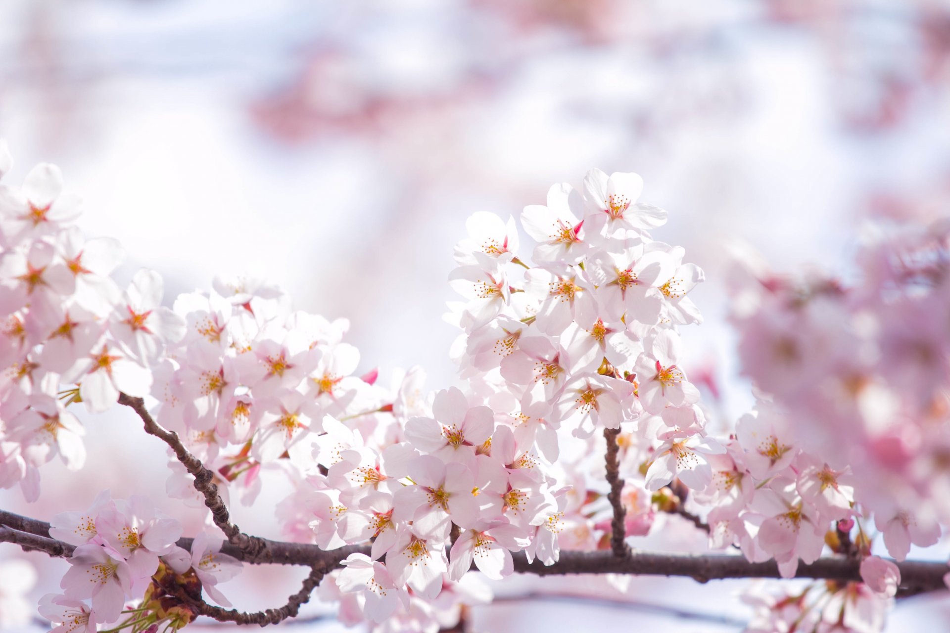 sakura fleurs rose pétales branches ciel soleil lumière printemps floraison