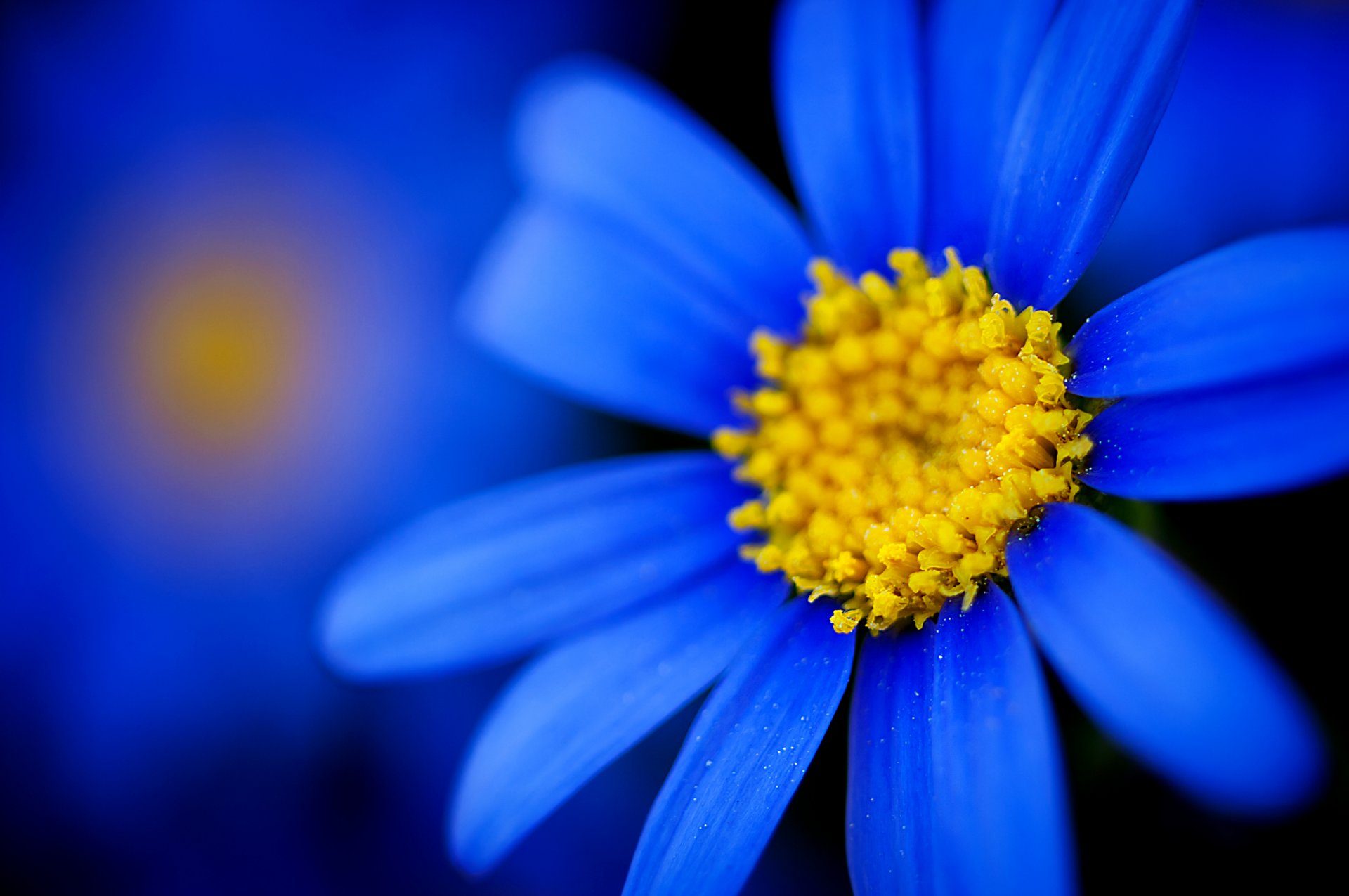 fiore blu petali macro sfocatura messa a fuoco