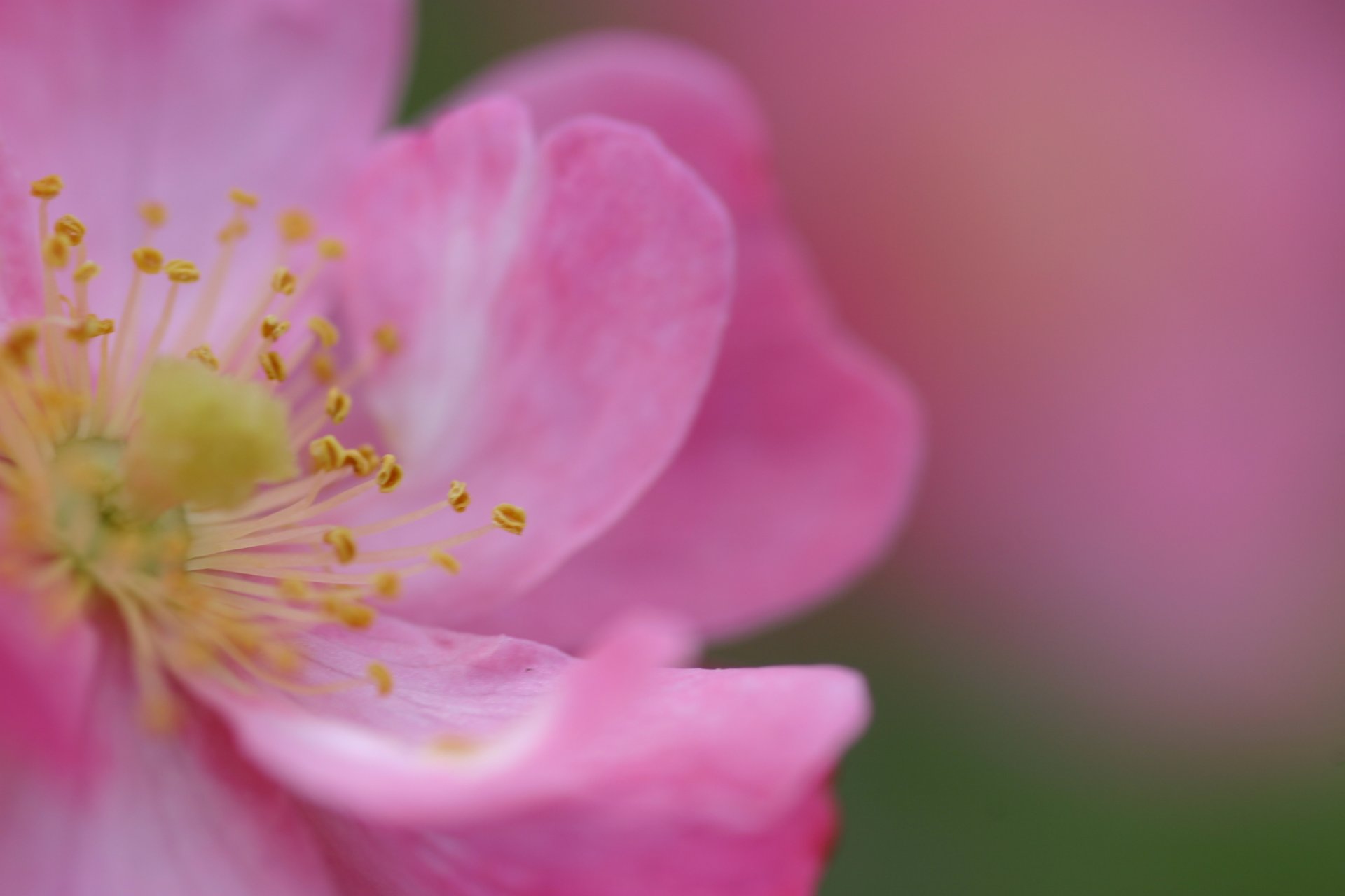 rosa rosa canina fiore rosa petali colore tenerezza primavera macro