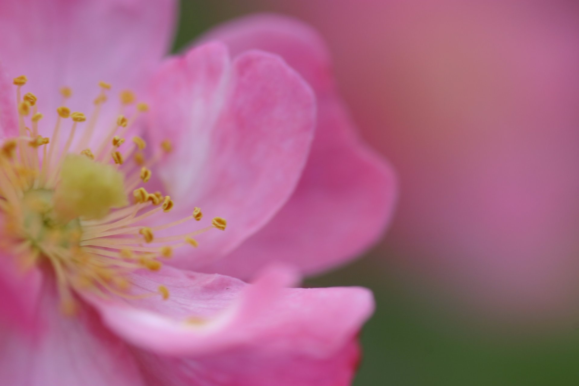 rose hagebutte blume rosa blütenblätter farbe zärtlichkeit frühling makro