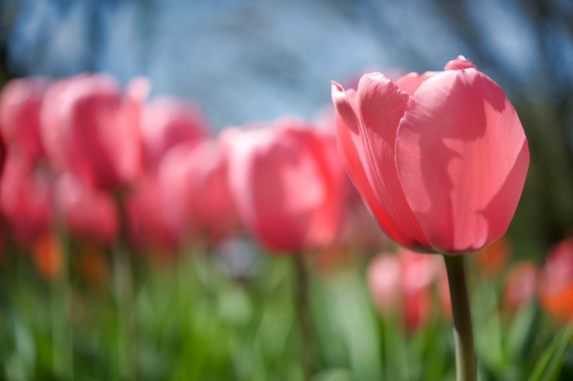 tulip bud flower pink the stem field spring light sun heat nature