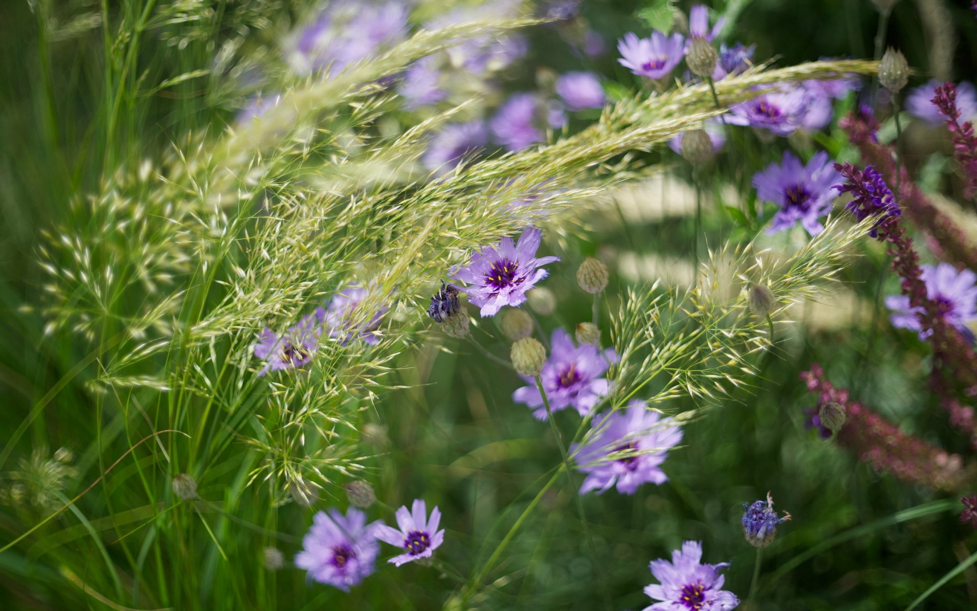 fleurs herbe nature été