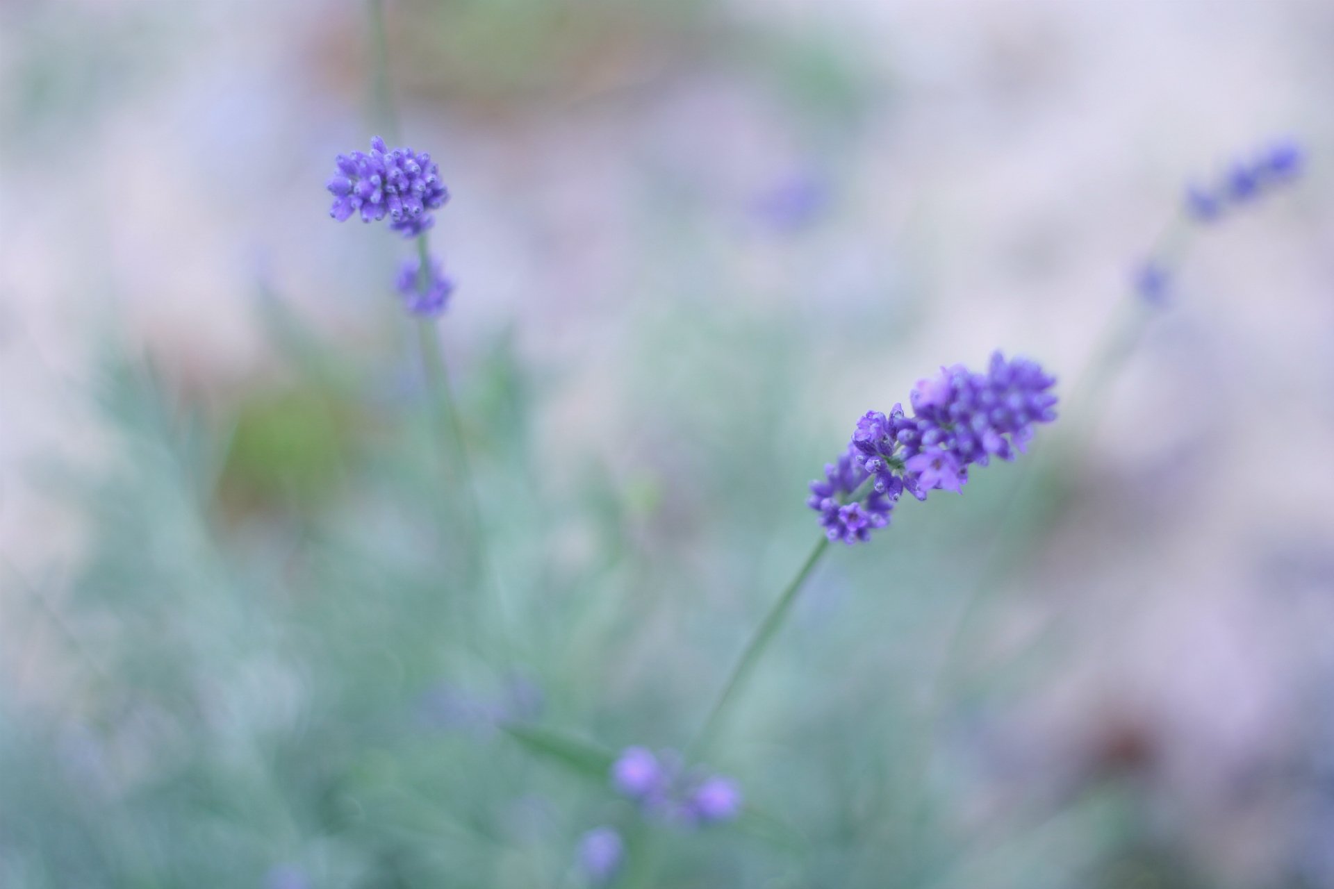 lavender purple flower the field close up blur