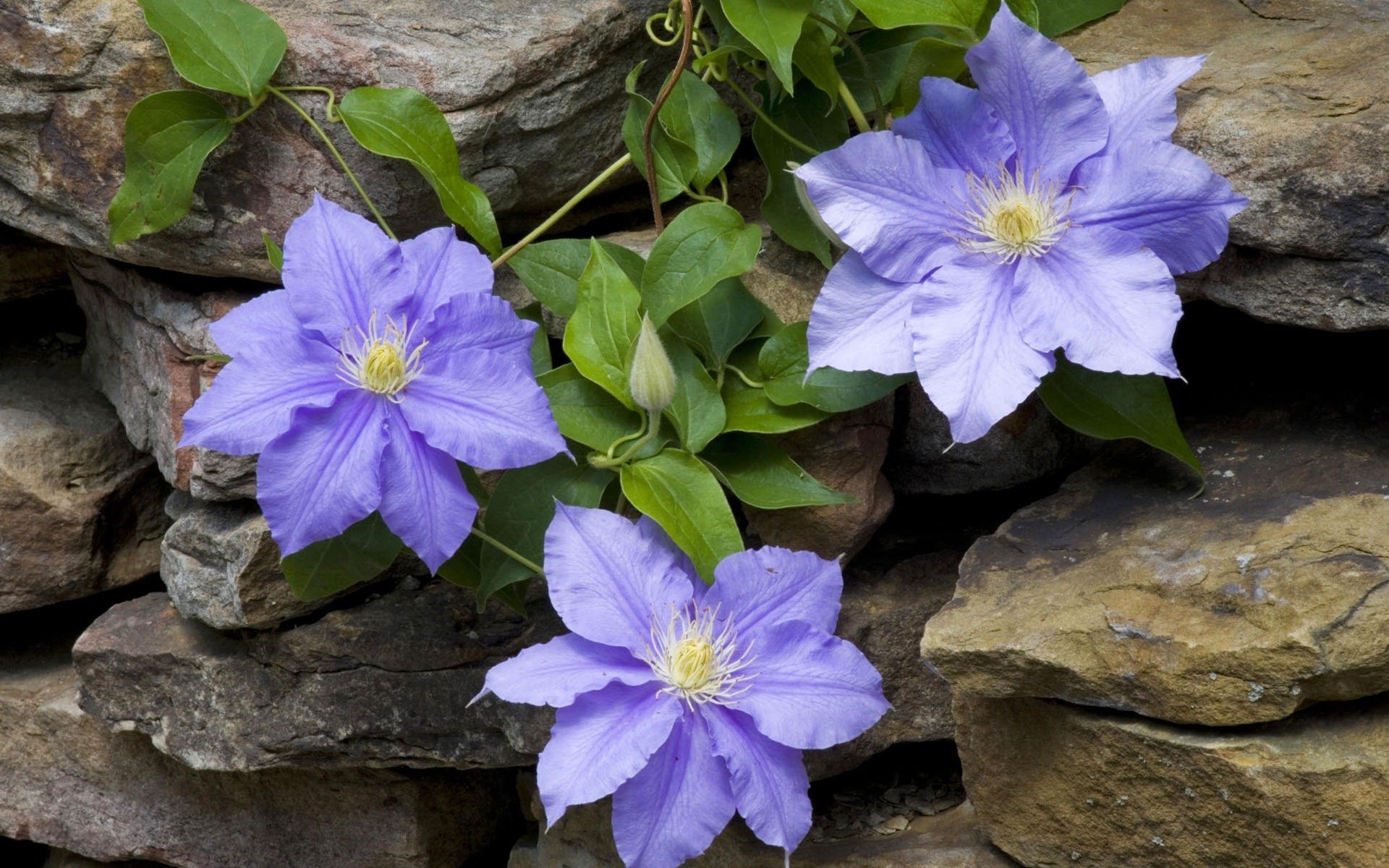 close up flower clematis stone masonry vine purple