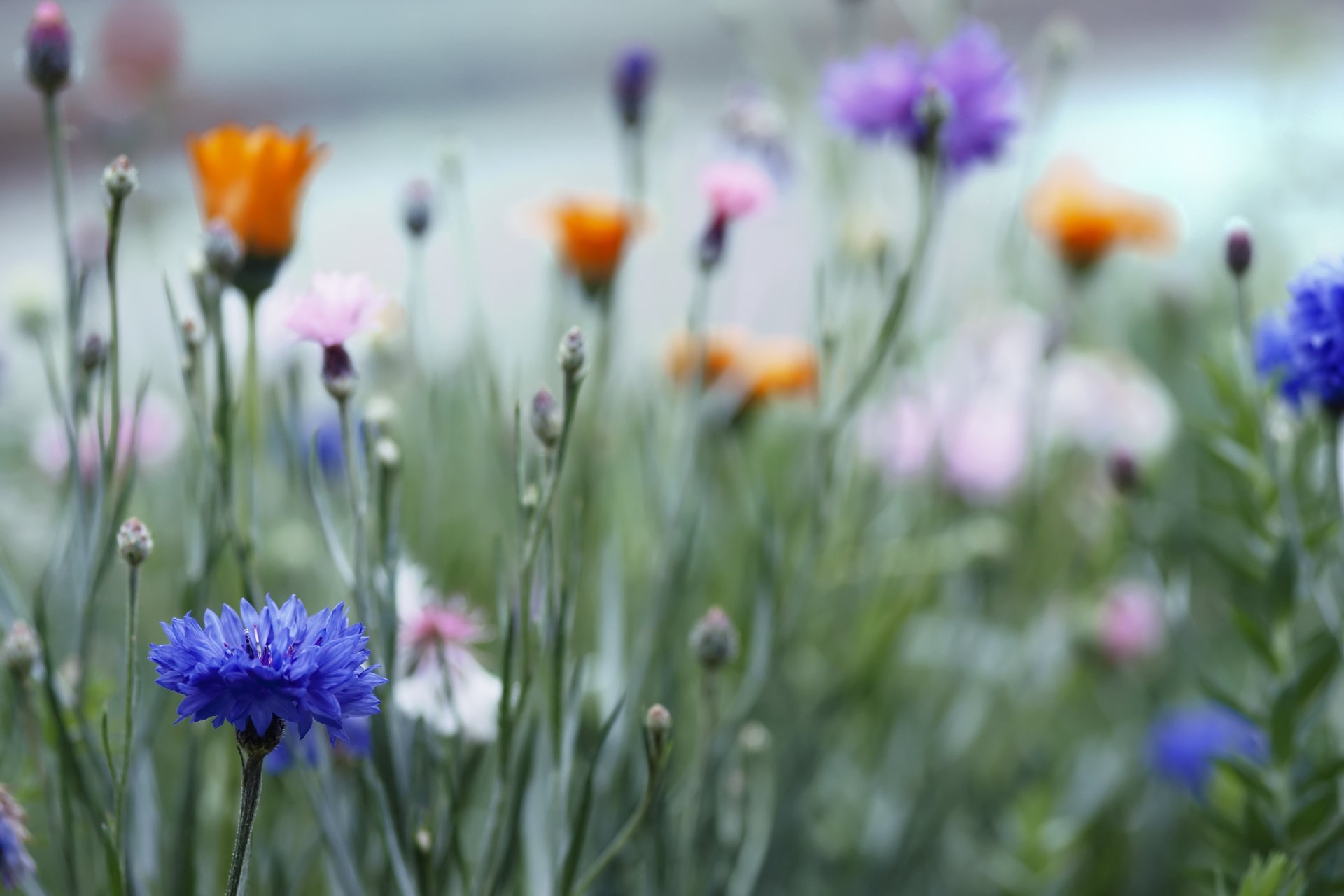 feld kornblumen blau orange rosa blümchen knospen gras makro unschärfe