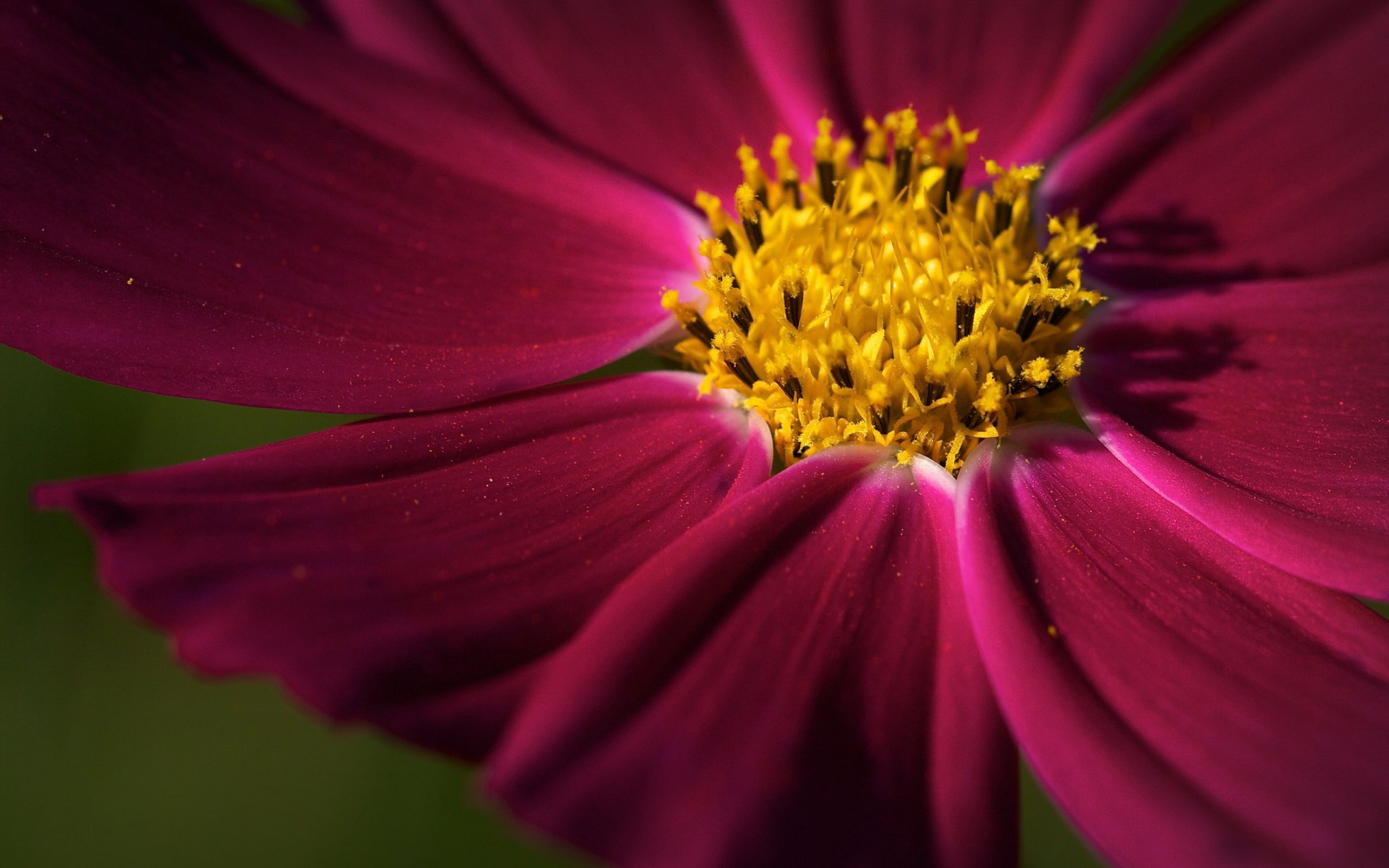 fiori fiore fiori fiori fiore petalo petali messa a fuoco carta da parati carta da parati migliore carta da parati screensaver per il desktop carta da parati widescreen carta da parati widescreen carta da parati widescreen scarica carta da parati carta da parati di lavoro